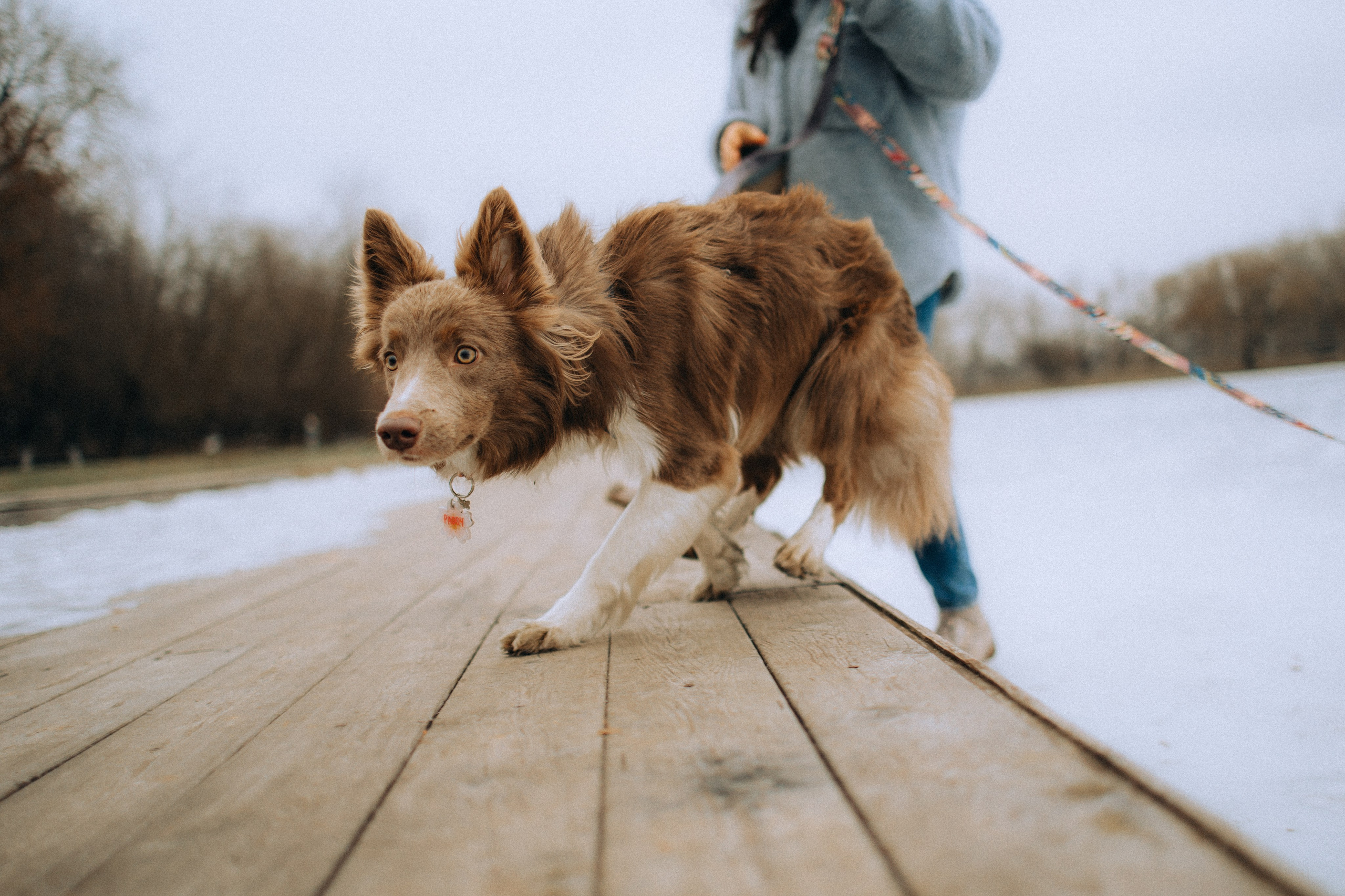 Полина, Милли и Паддингтон