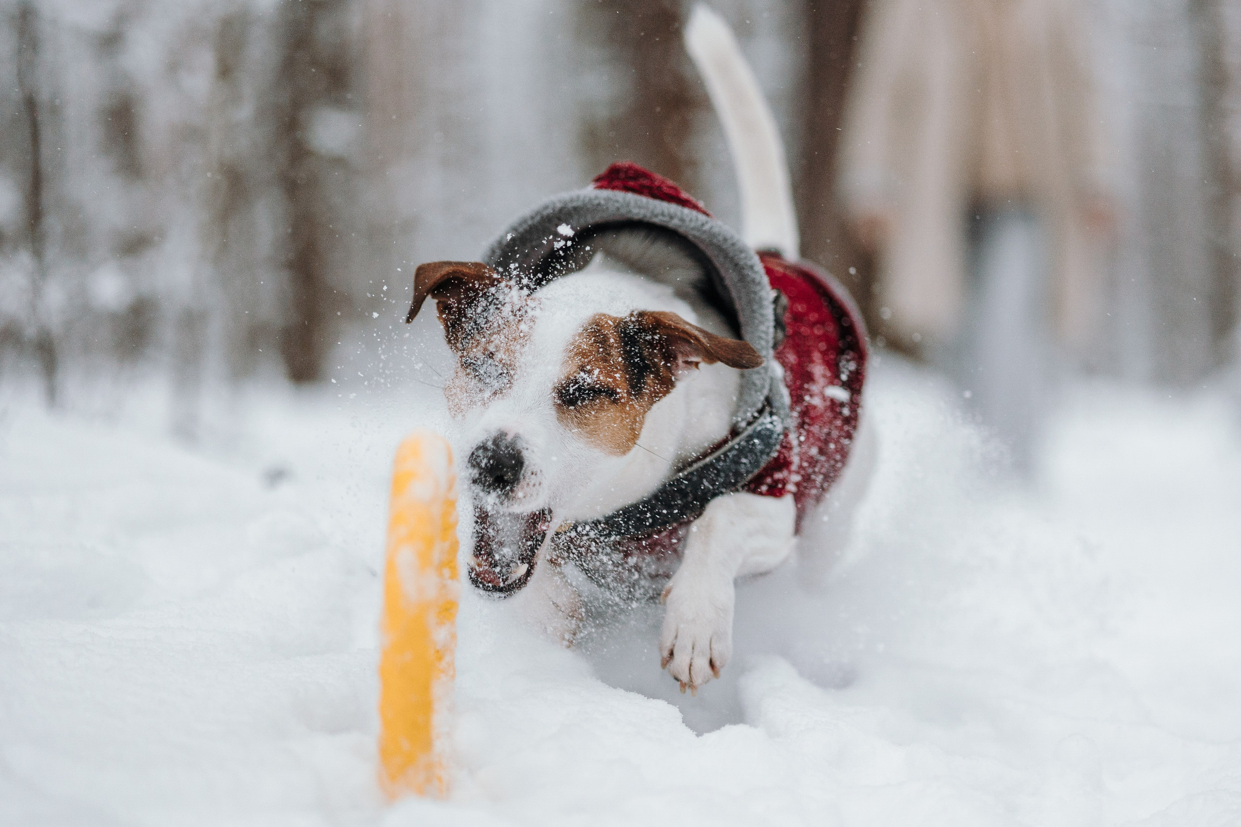 Мики и его семья. Фотограф — Анималист | Санкт-Петербург