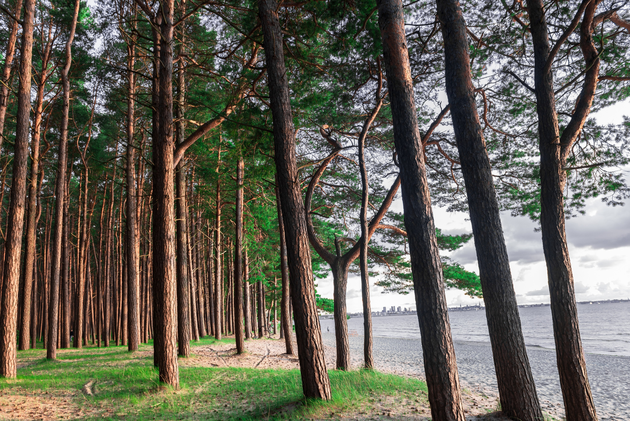 сосновый лес около пляжа Пирита моря лето пейзаж