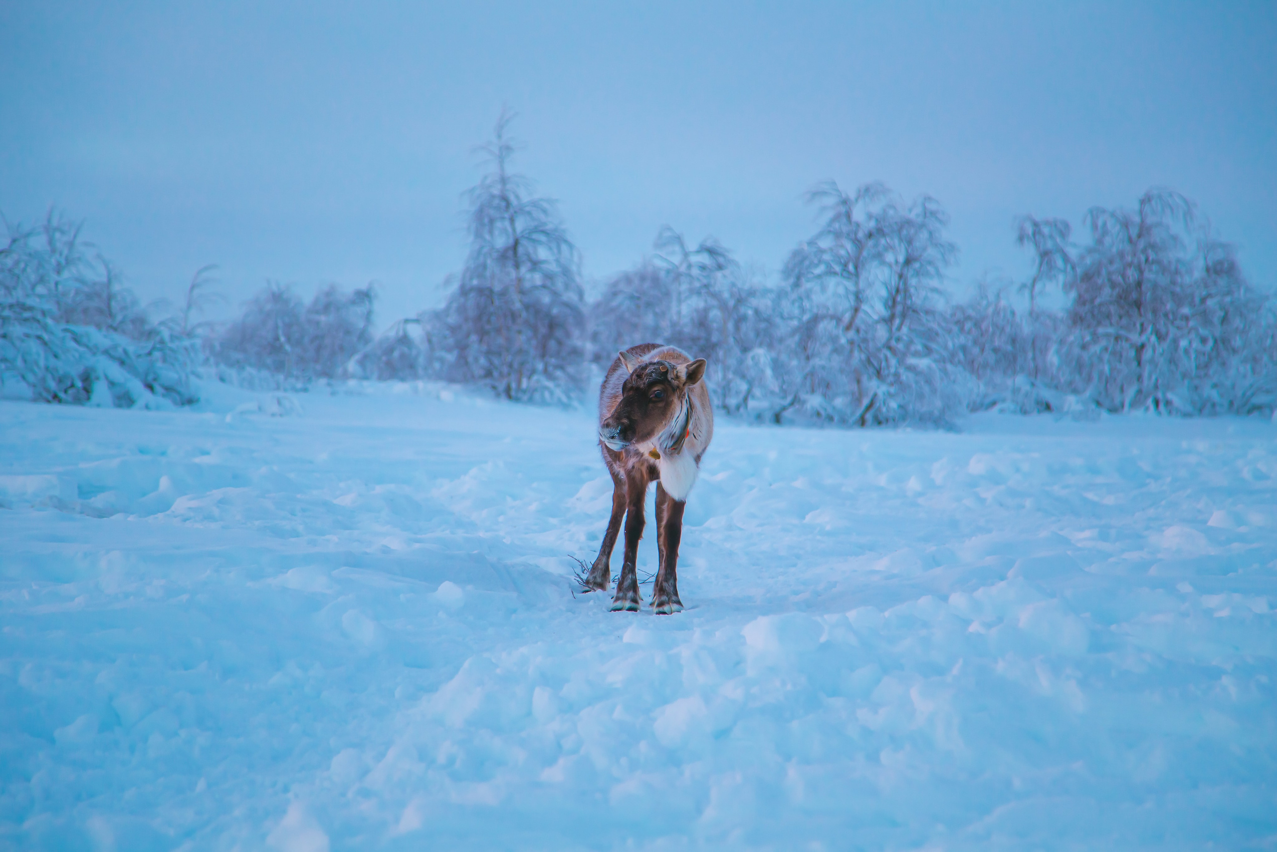 Ненецкий автономный округ. Тревел-фотограф Елизавета Ларионова