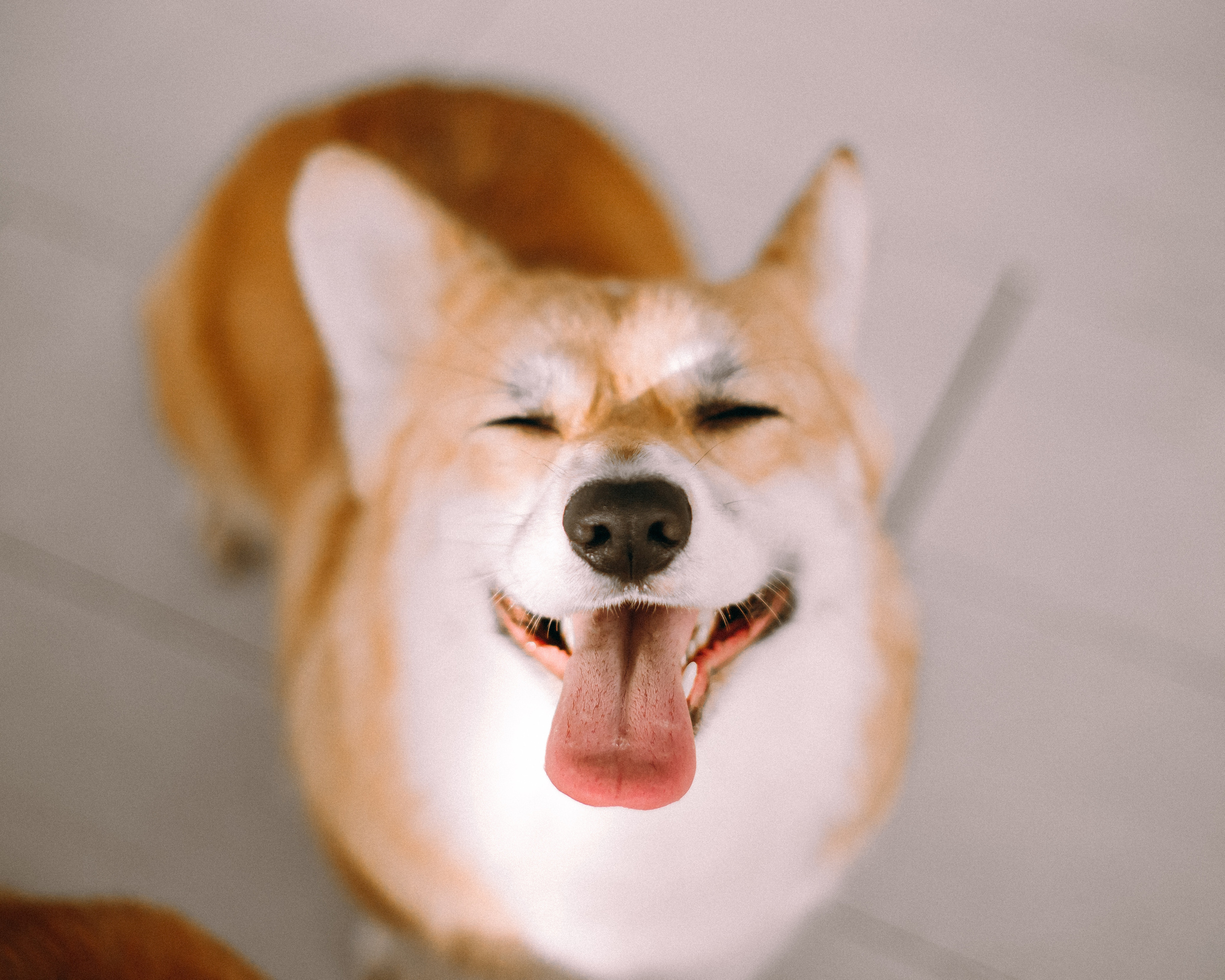 Дети и собаки. Фотограф Юлия Говор