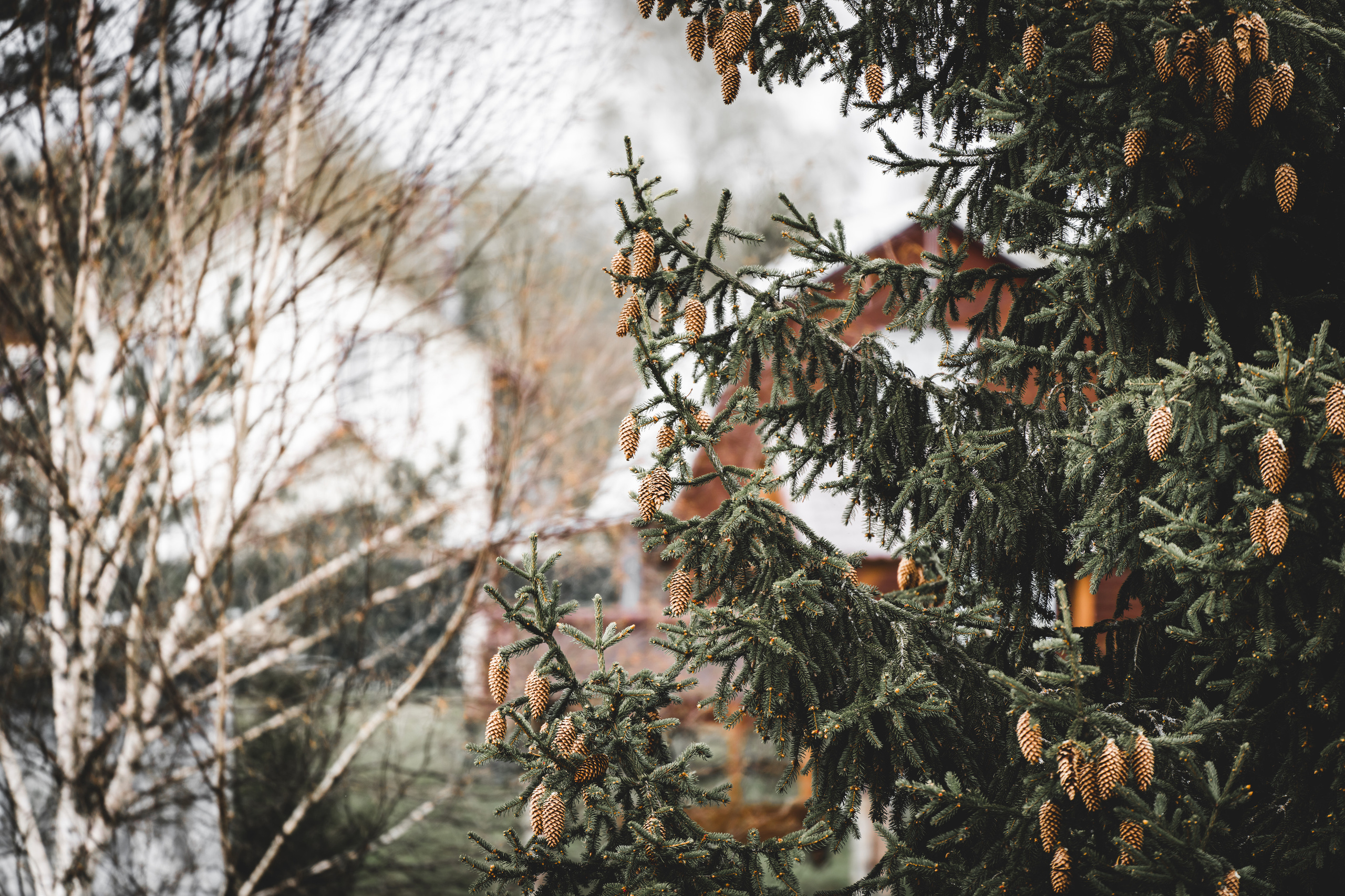 Шишки на елке