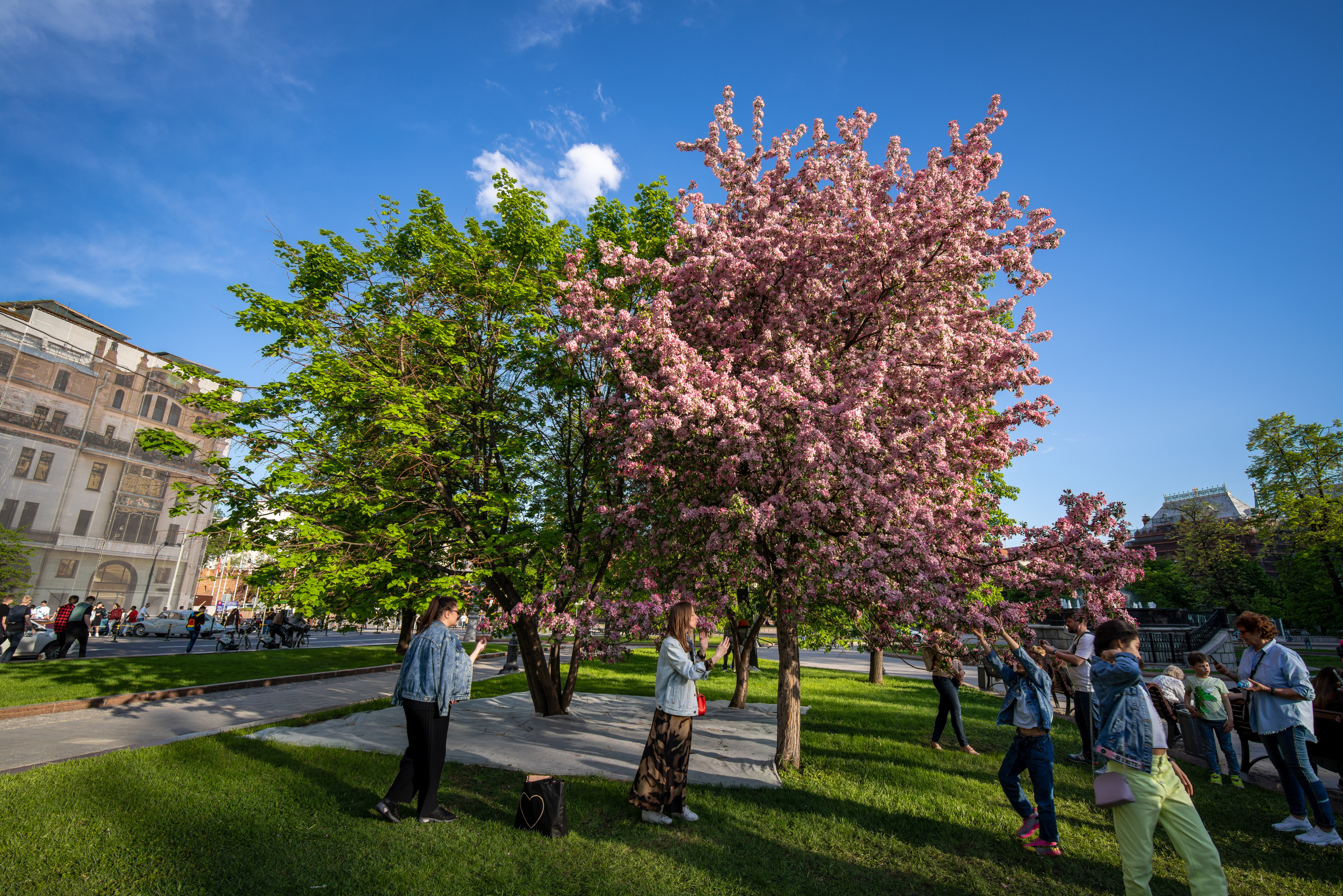 Цветущие деревья в Москве у Красной Площади