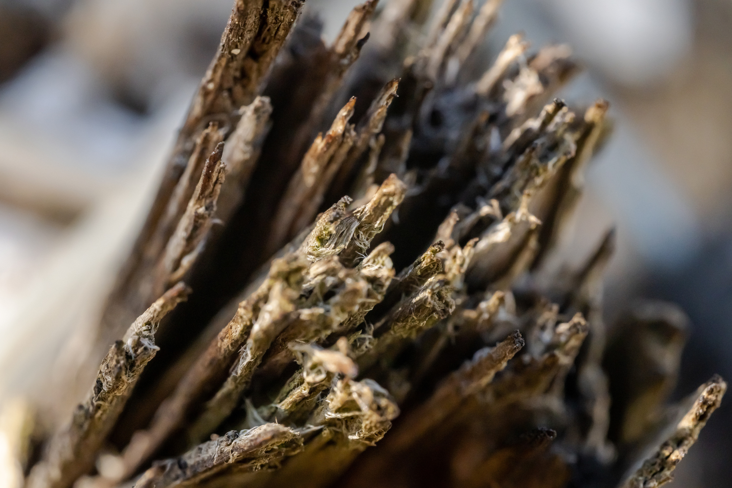 Засохший сучок на березе