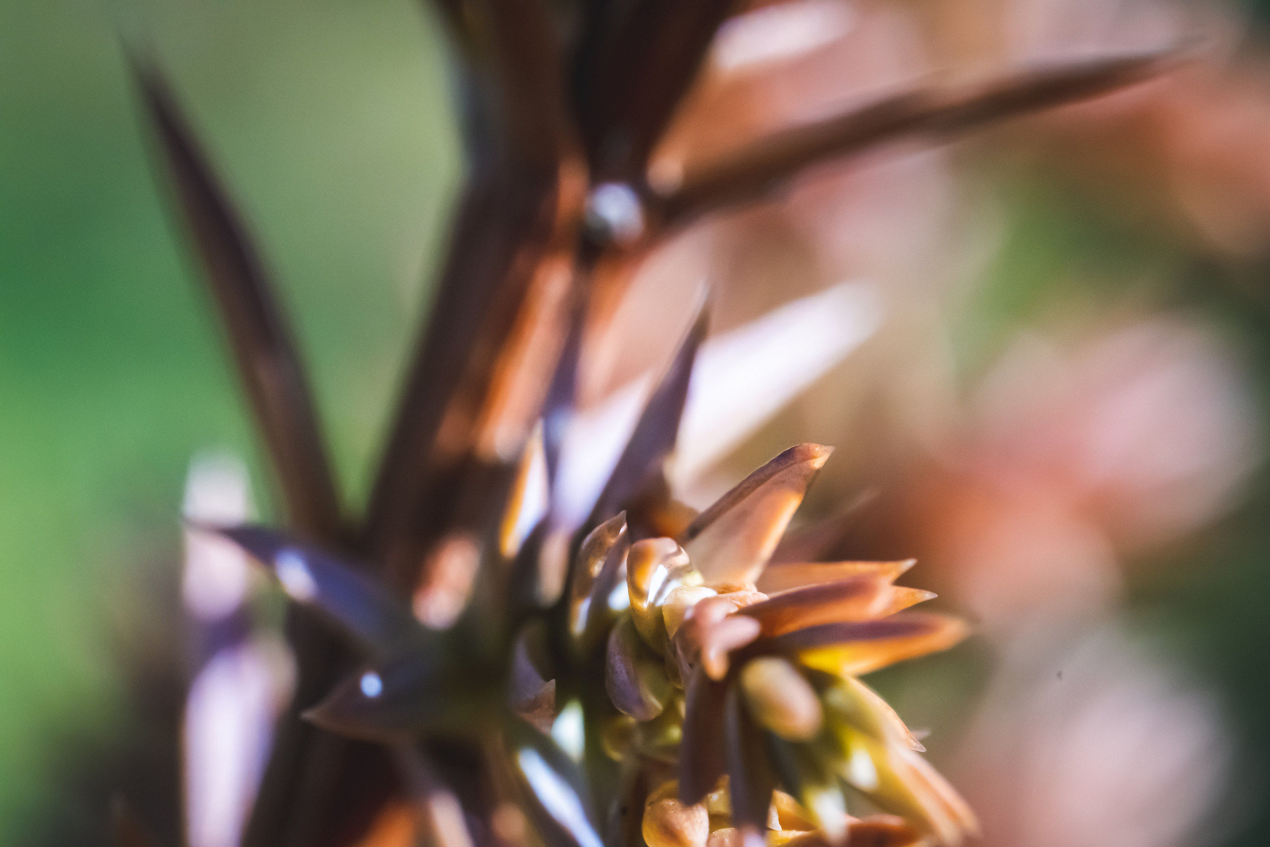 Набухающие почки весной