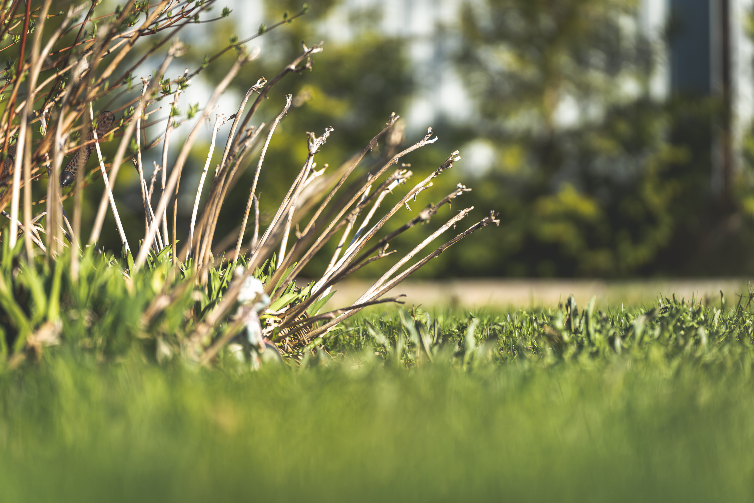 Зеленая трава на природе