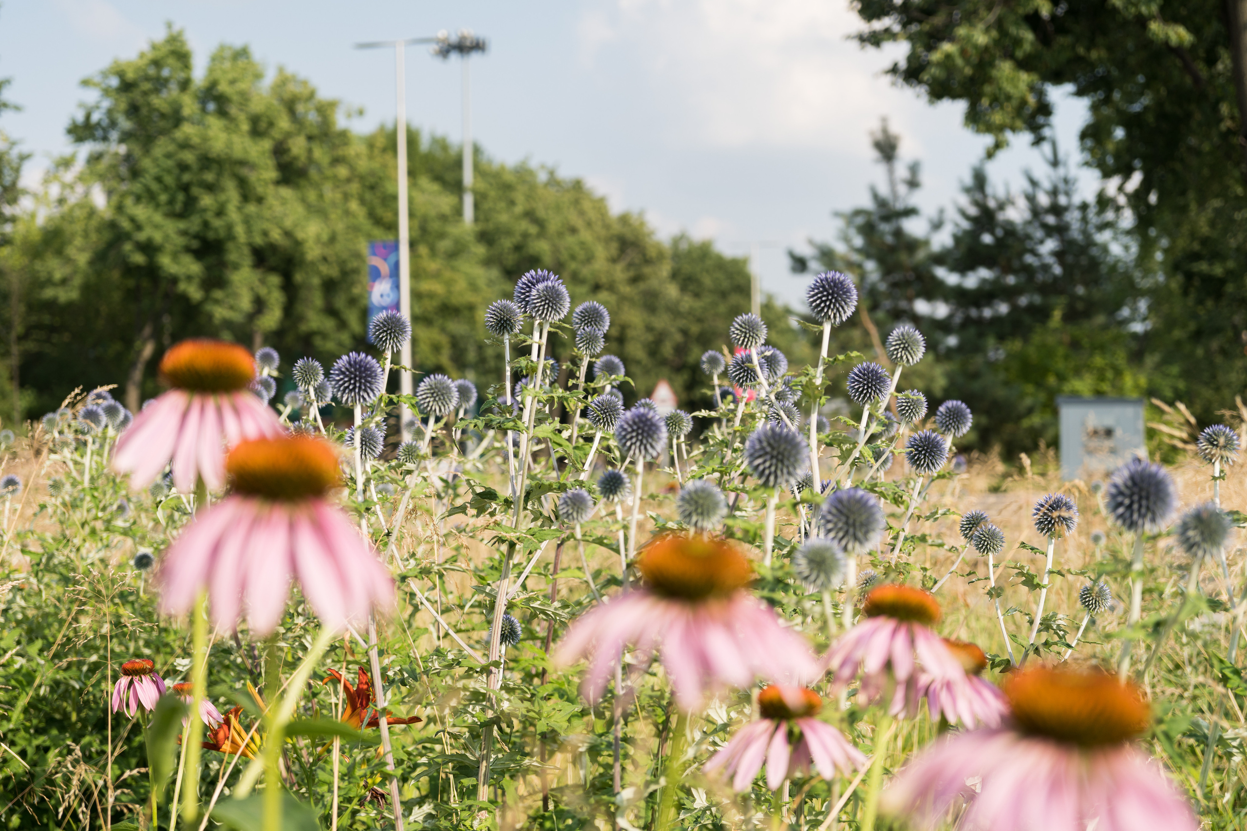 Цветы в парке в Лужниках