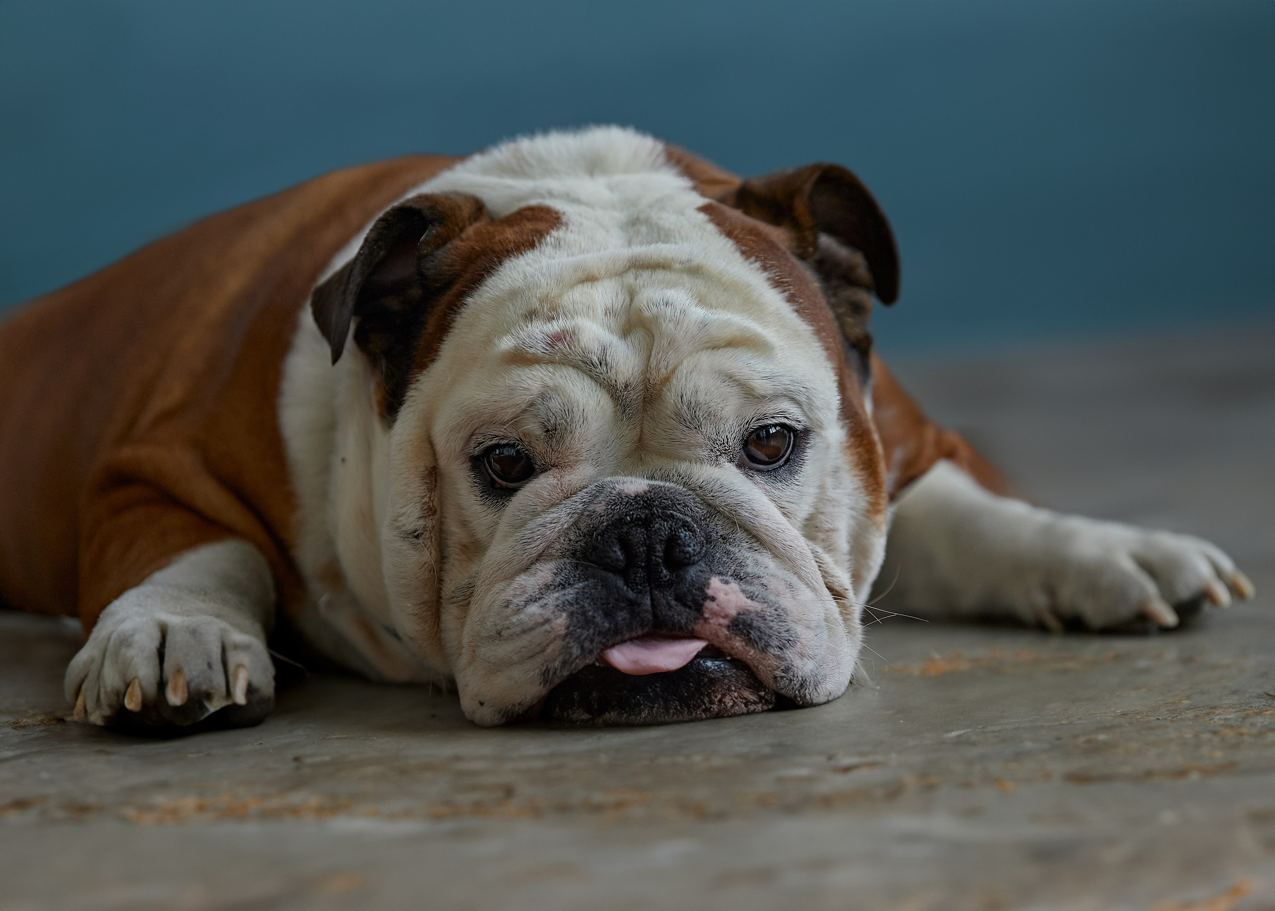 Наталья. Фотограф женского портрета, беременности и материнства Харькова Елена