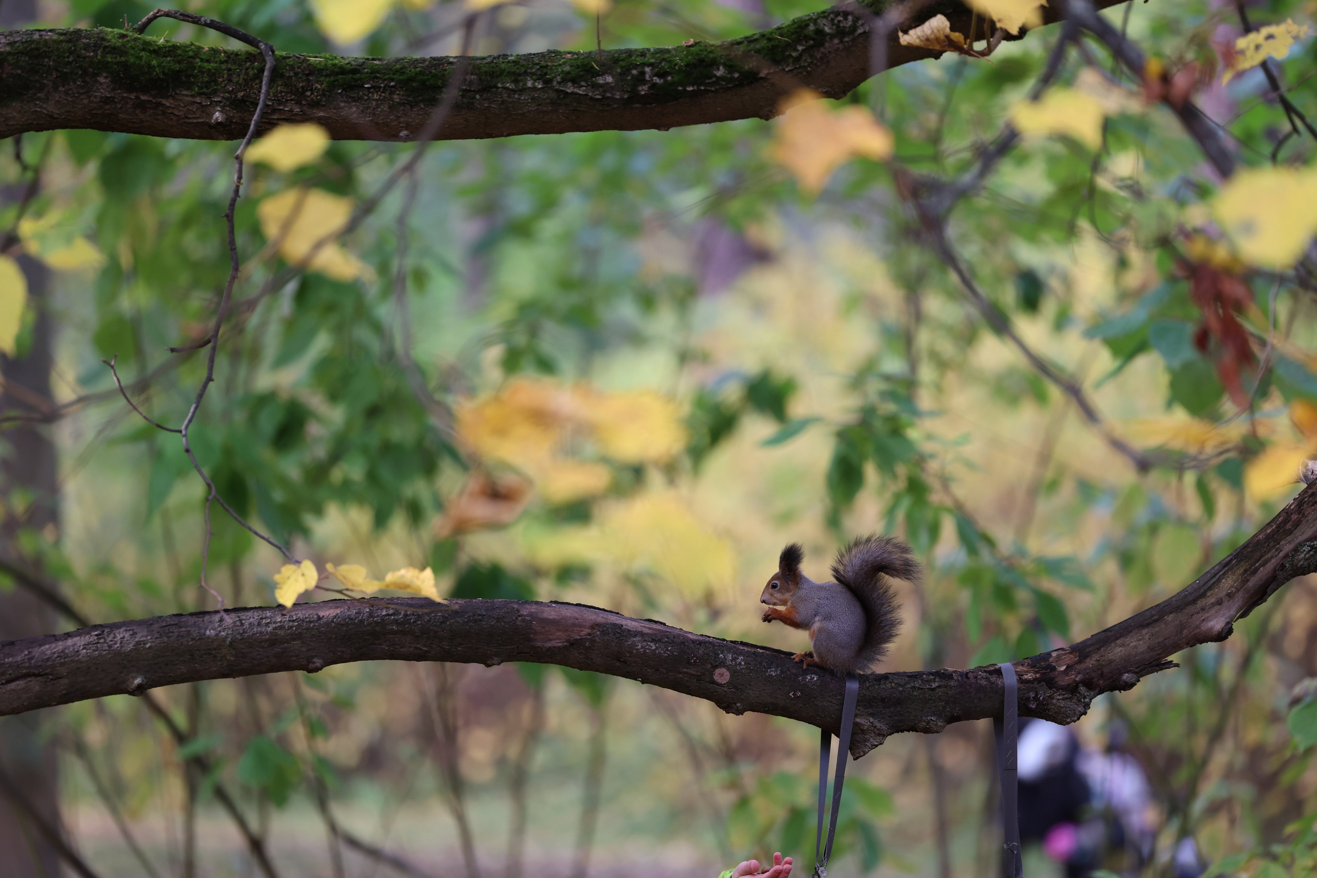 Любимое. Фотограф в Санкт-Петербурге Анна Сосновская