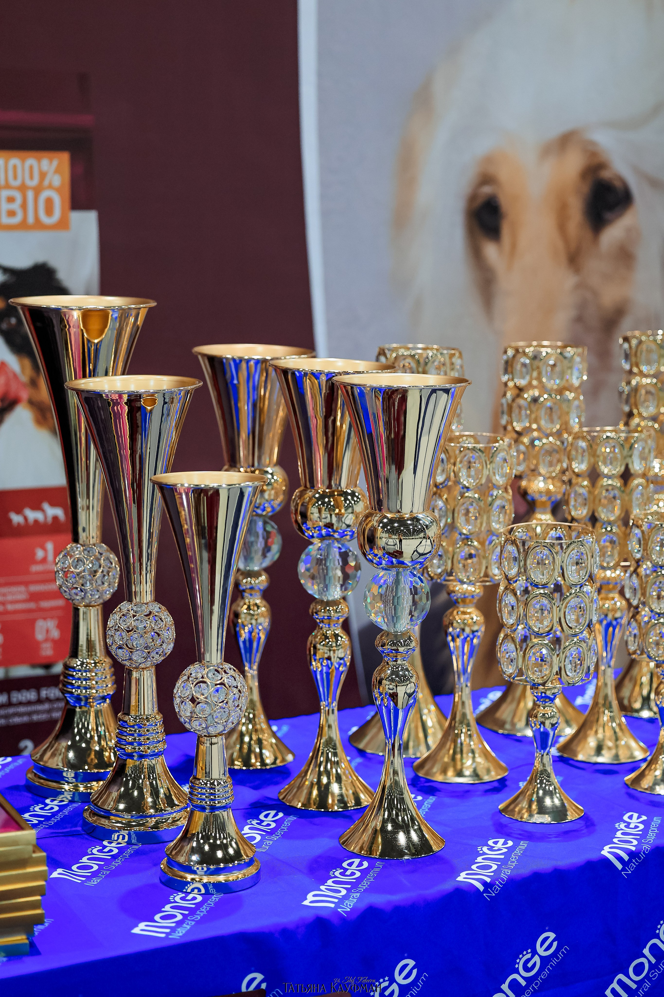 выставка собак в Новосибирске ABSOLUT WINNER-2026, Рейтинговая выставка собак