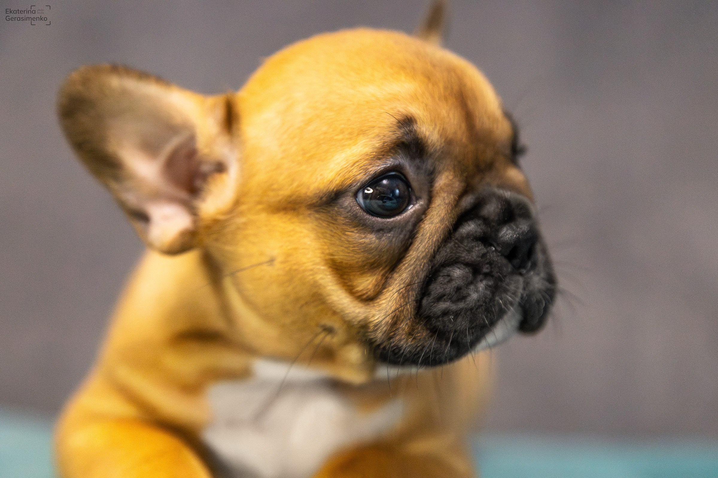 Щенки французского бульдога. Htykk_photo