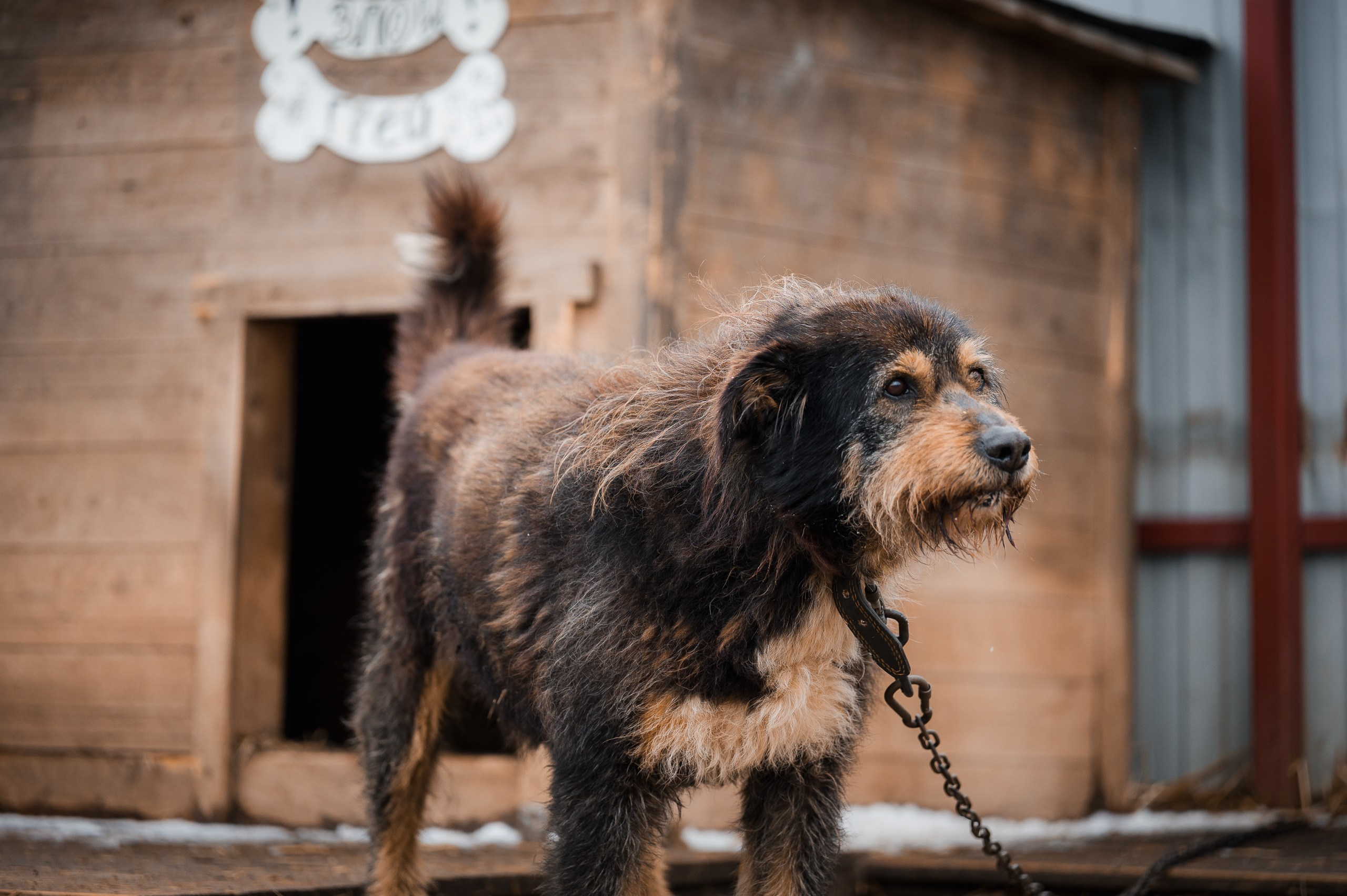 Грей. Улыбка собаки — спасение и пристройство бездомных собак