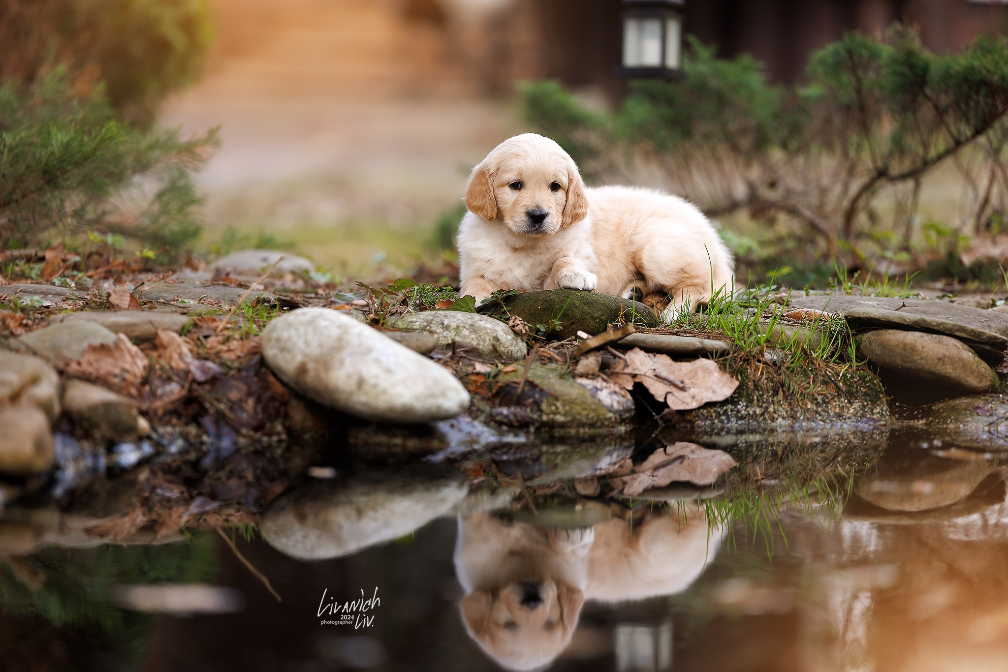 Щенки. Фотограф для вашей собаки