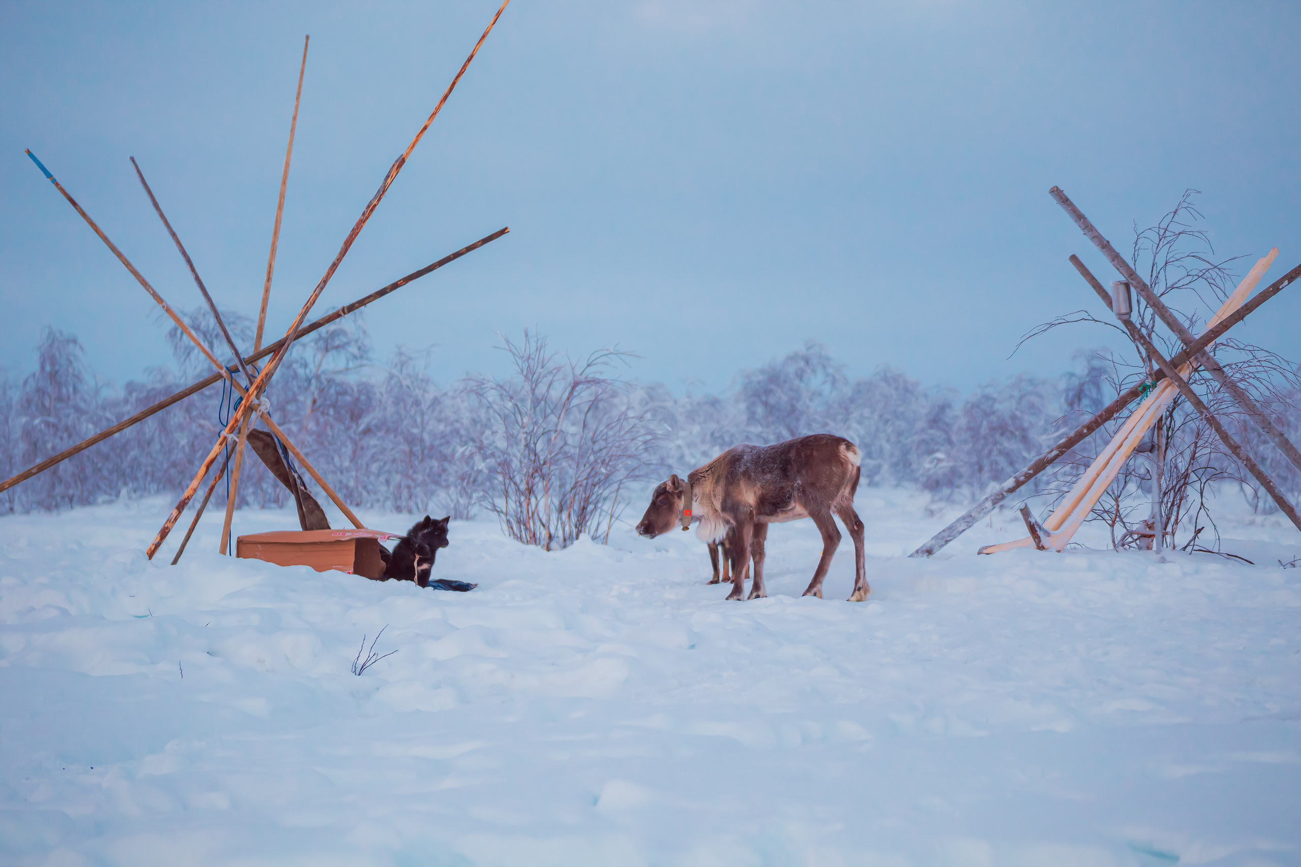 Ненецкий автономный округ. Тревел-фотограф Елизавета Ларионова