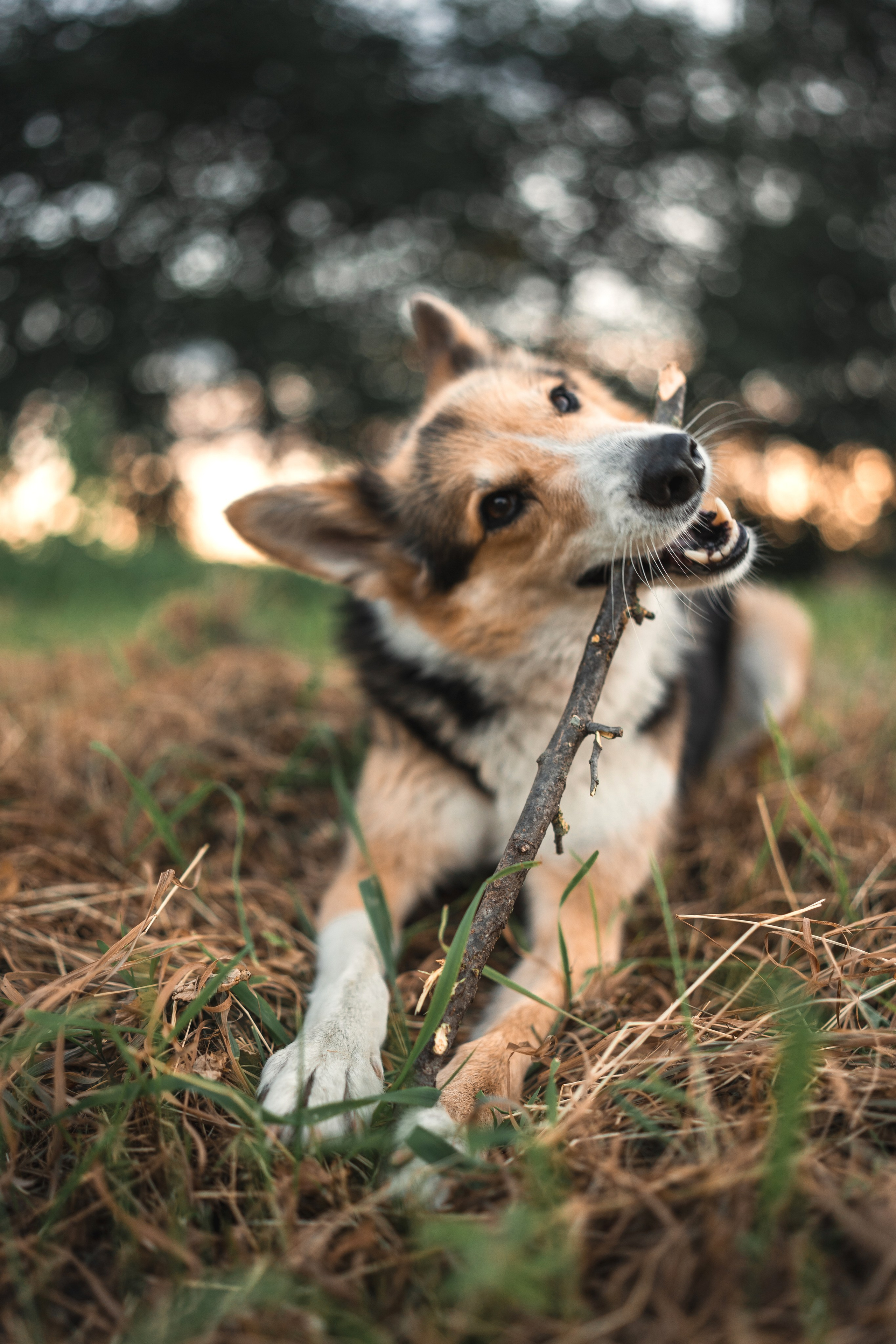 СЪЕМКА НА УЧАСТКЕ. Семья Юлии. Фотограф Марта Козел. Гродно, Беларусь