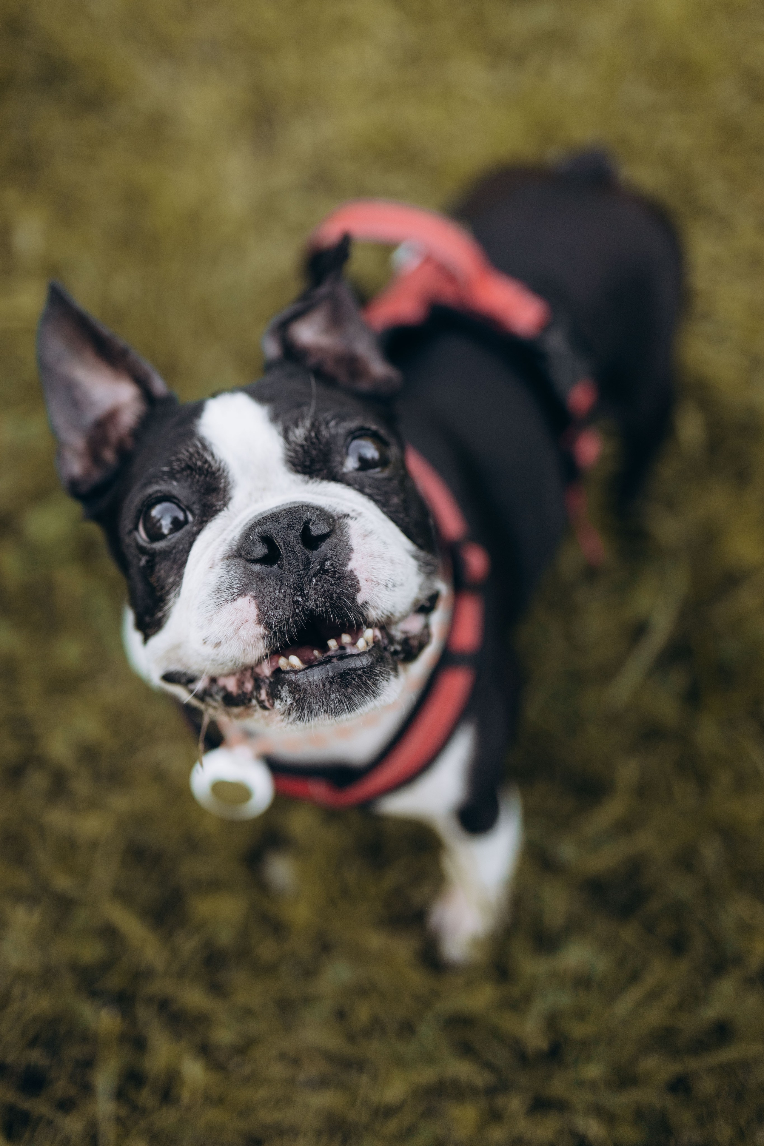 Оля и бульдоги