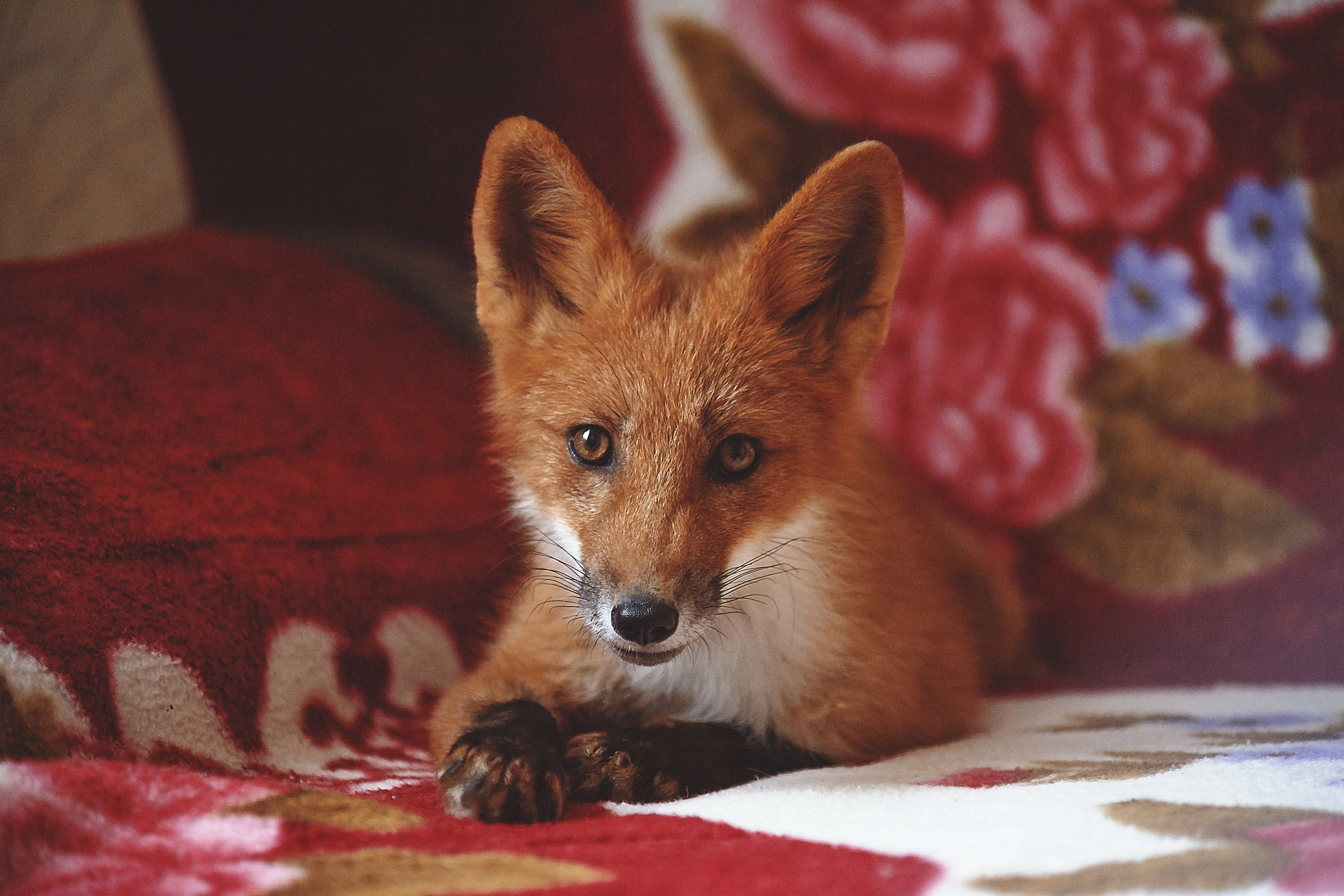 Фотосессия животных в Ижевских, фотограф животных. Детский, семейный фотограф в Ижевске и Москве Аксинья Лысенкова ADEN