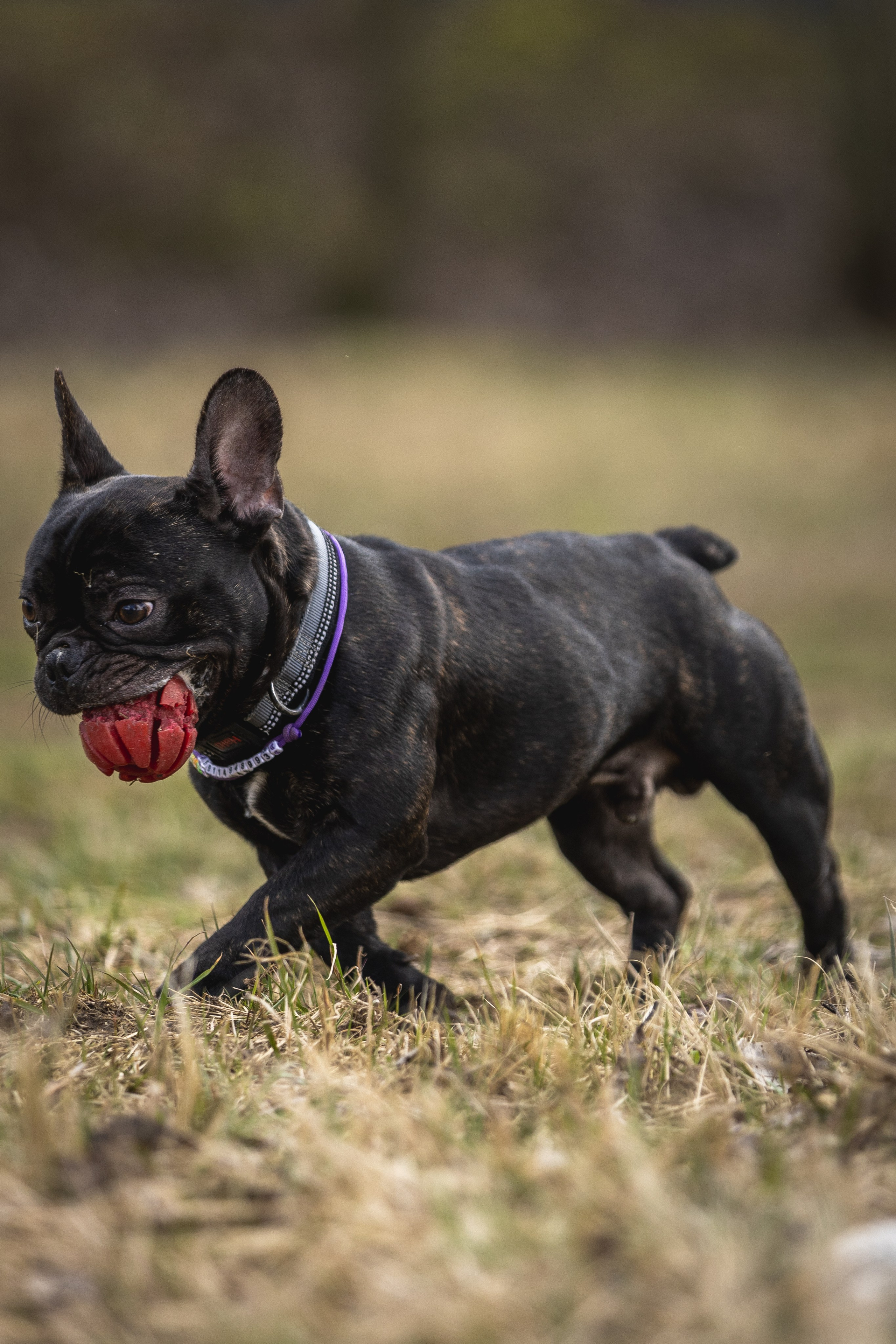 Догтуса 24.03.2024. Ирина Голомб|Фотограф-анималист в  Сочи и Калининграде