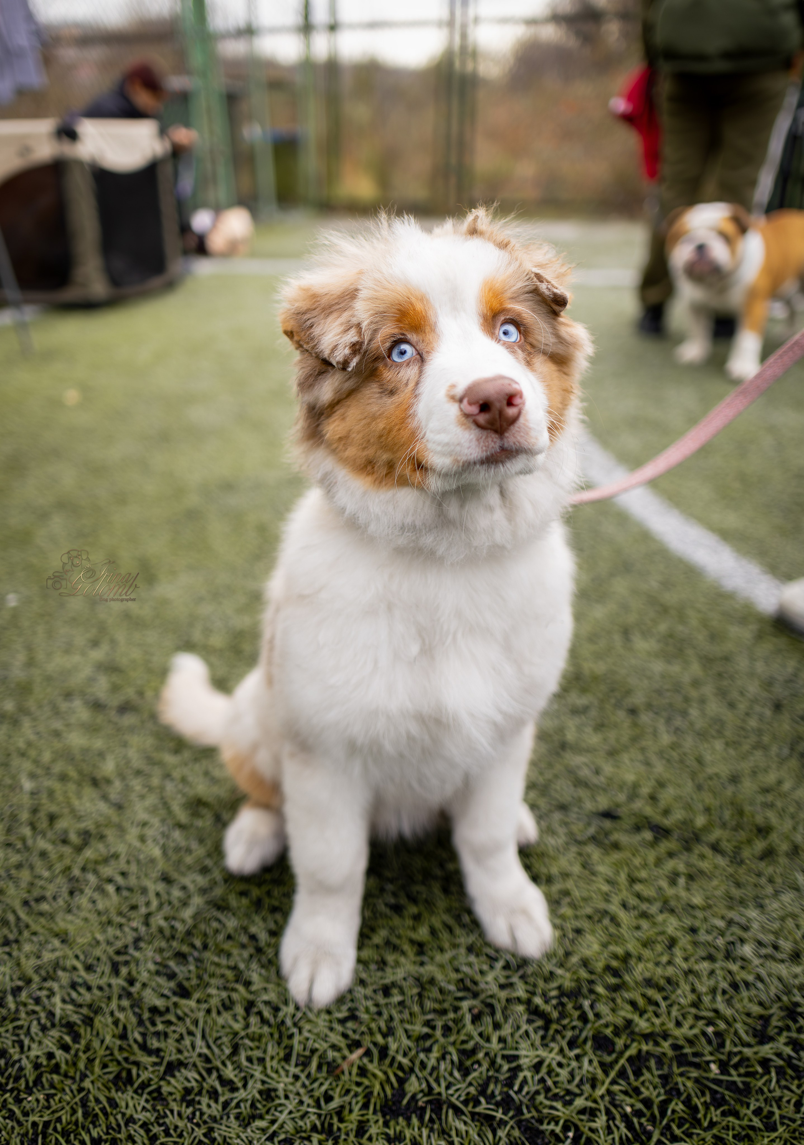 Выставка 17.12.23. Ирина Голомб|Фотограф-анималист в  Сочи и Калининграде