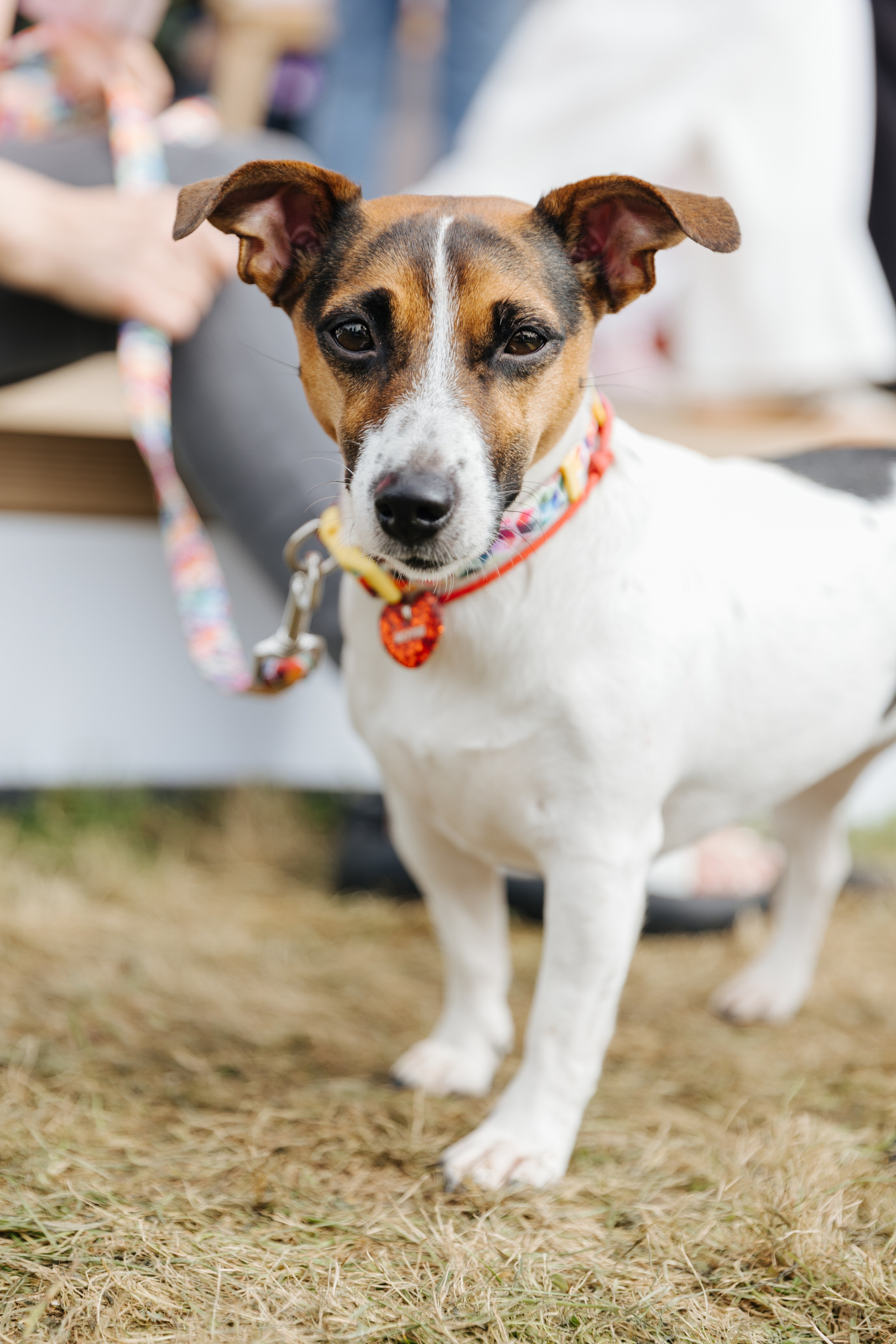 Хвостатый репортаж. Аксана Лисовская фотограф в Москве. Фотографии с характером