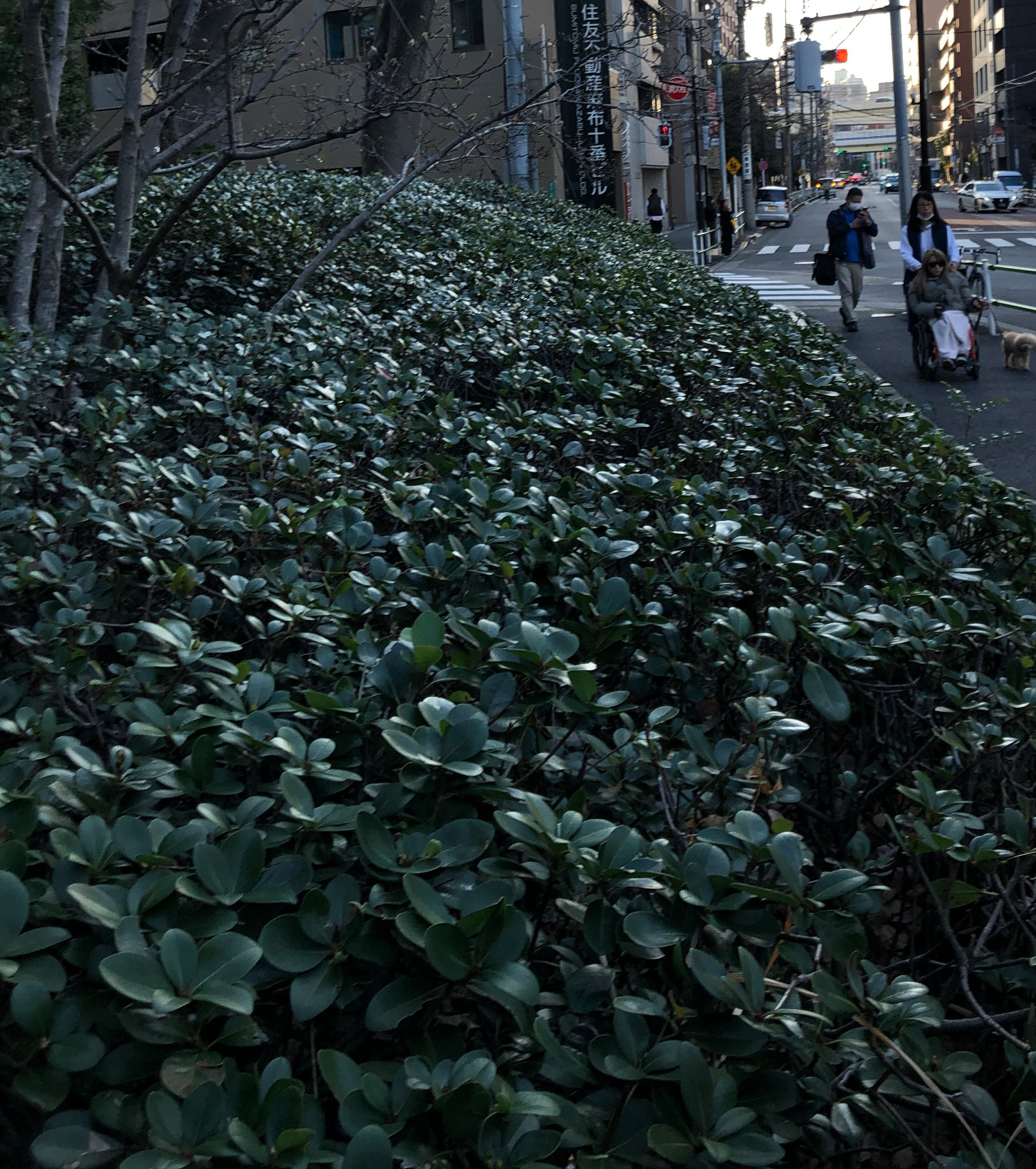 Кисловодск — Токио. Смотри, красота!