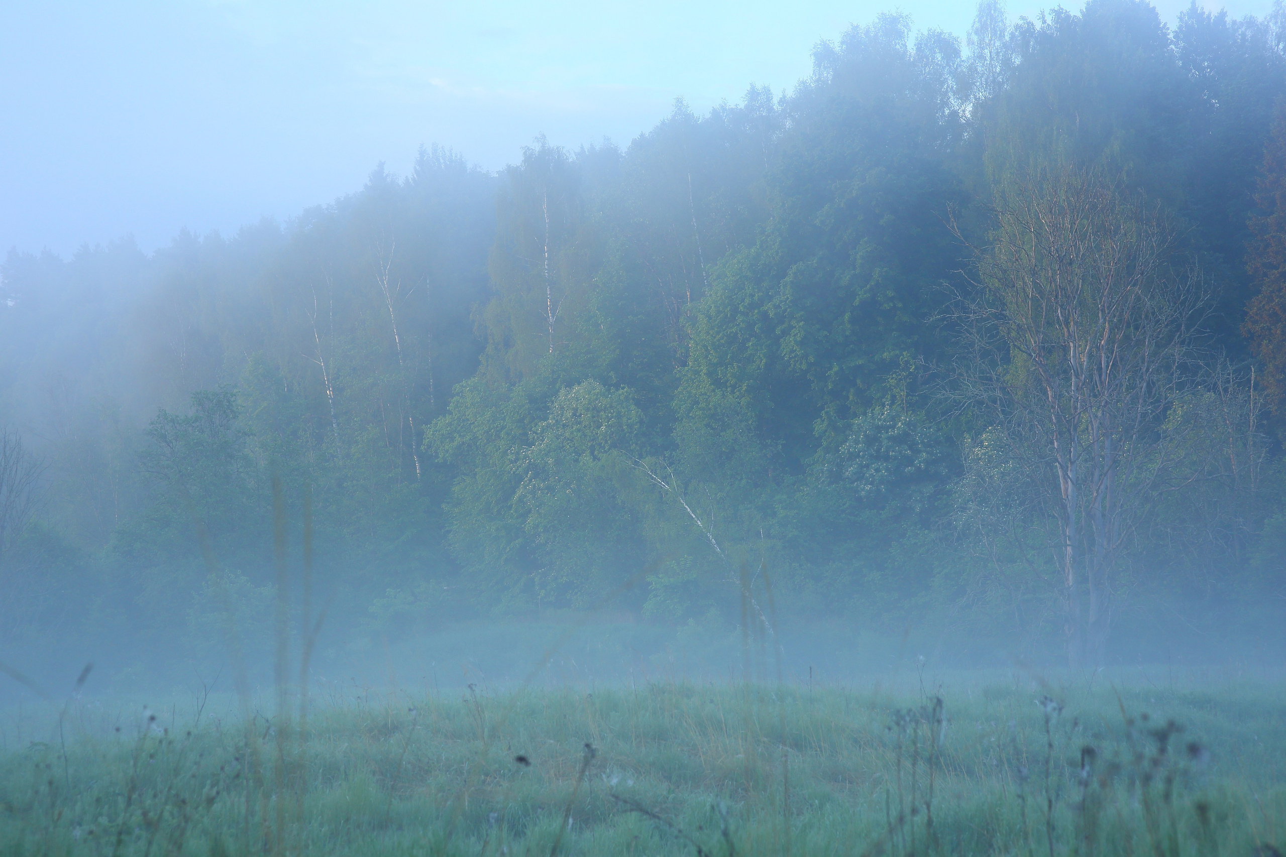 Туманным утром. Свадебный и репортажный фотограф в Ярославле и Санкт-Петербурге Роман Микрюков