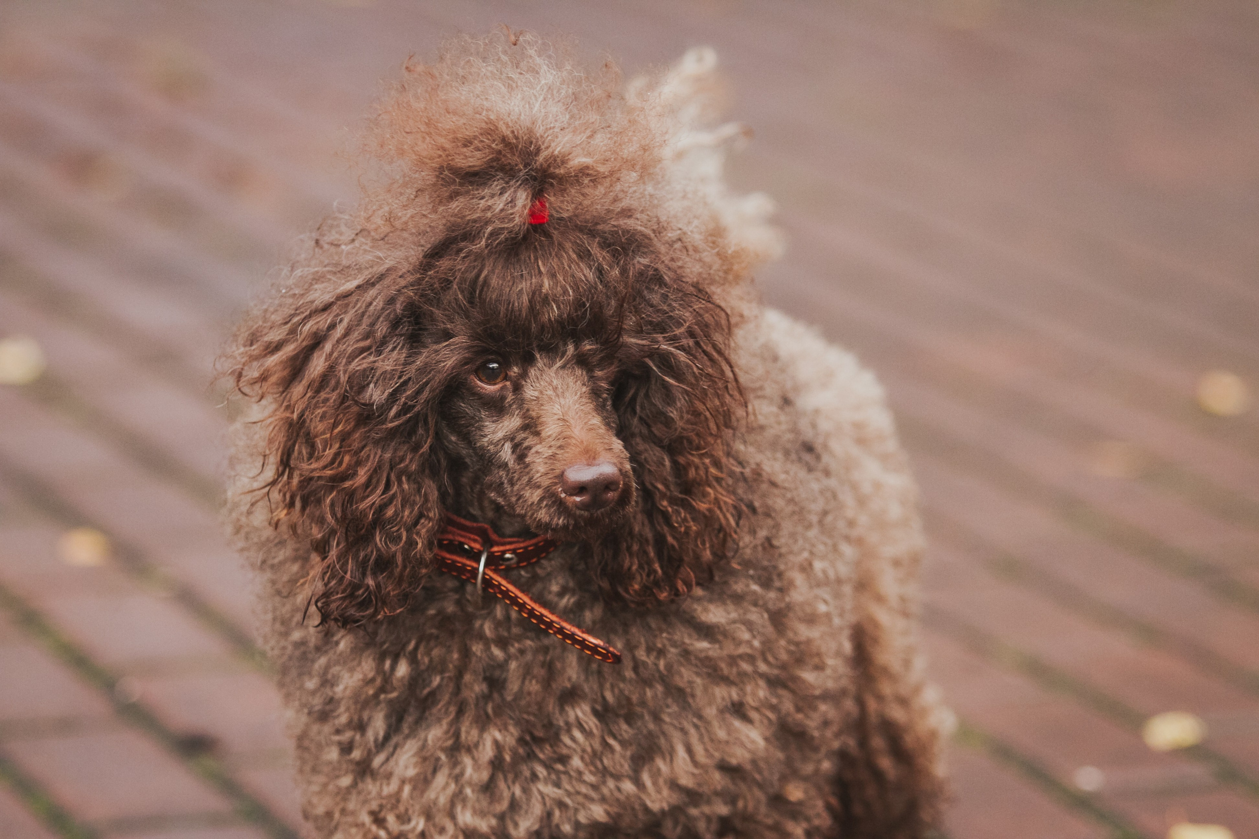 На природе. Семейный и детский фотограф в Москве Мария Быкова