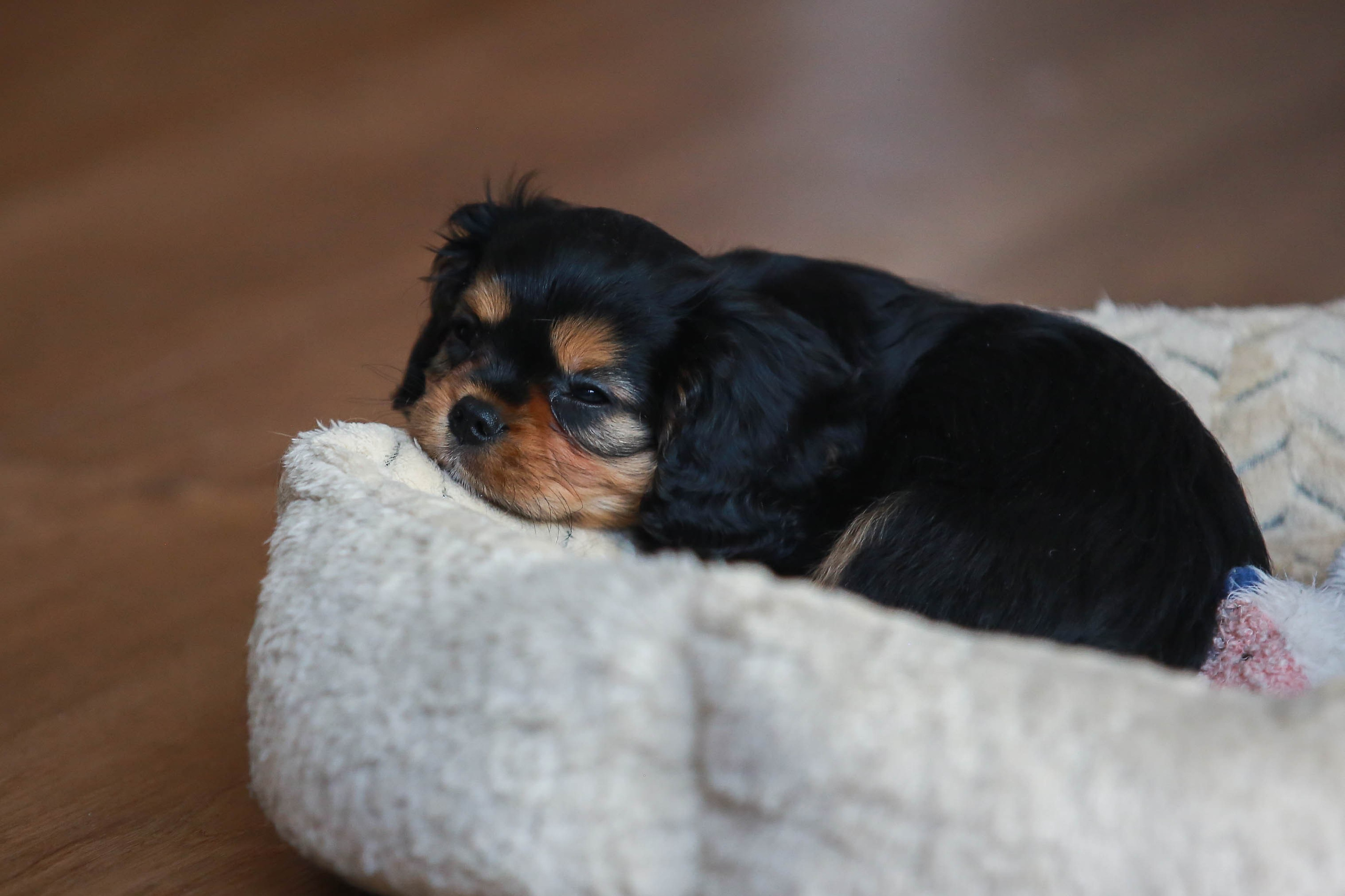 Щенки. Семейный и детский фотограф в Москве Мария Быкова
