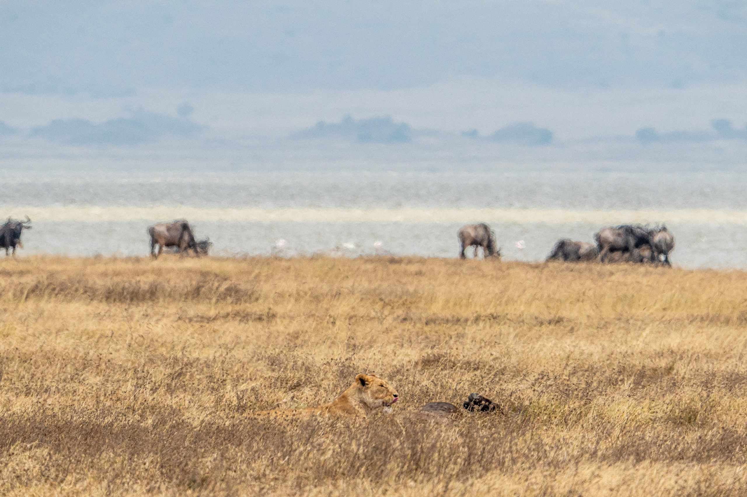 Танзания, сафари, 2025. Творческие сьемки