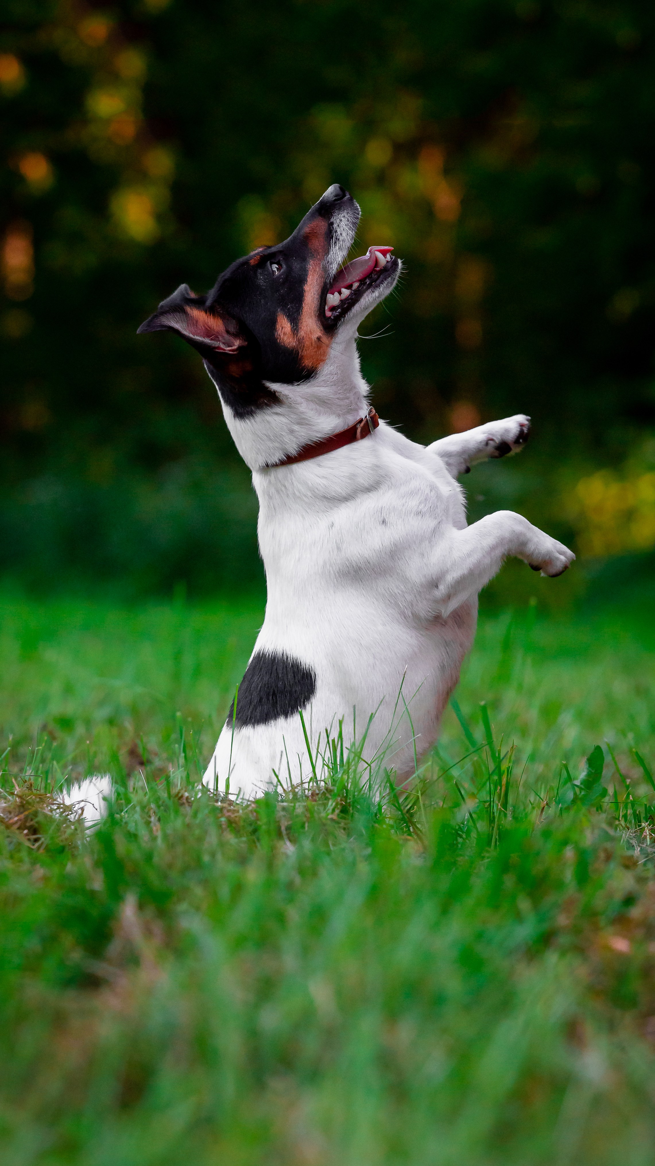 Собаки. Фотограф-анималист в Санкт-Петербурге Анастасия Иванова