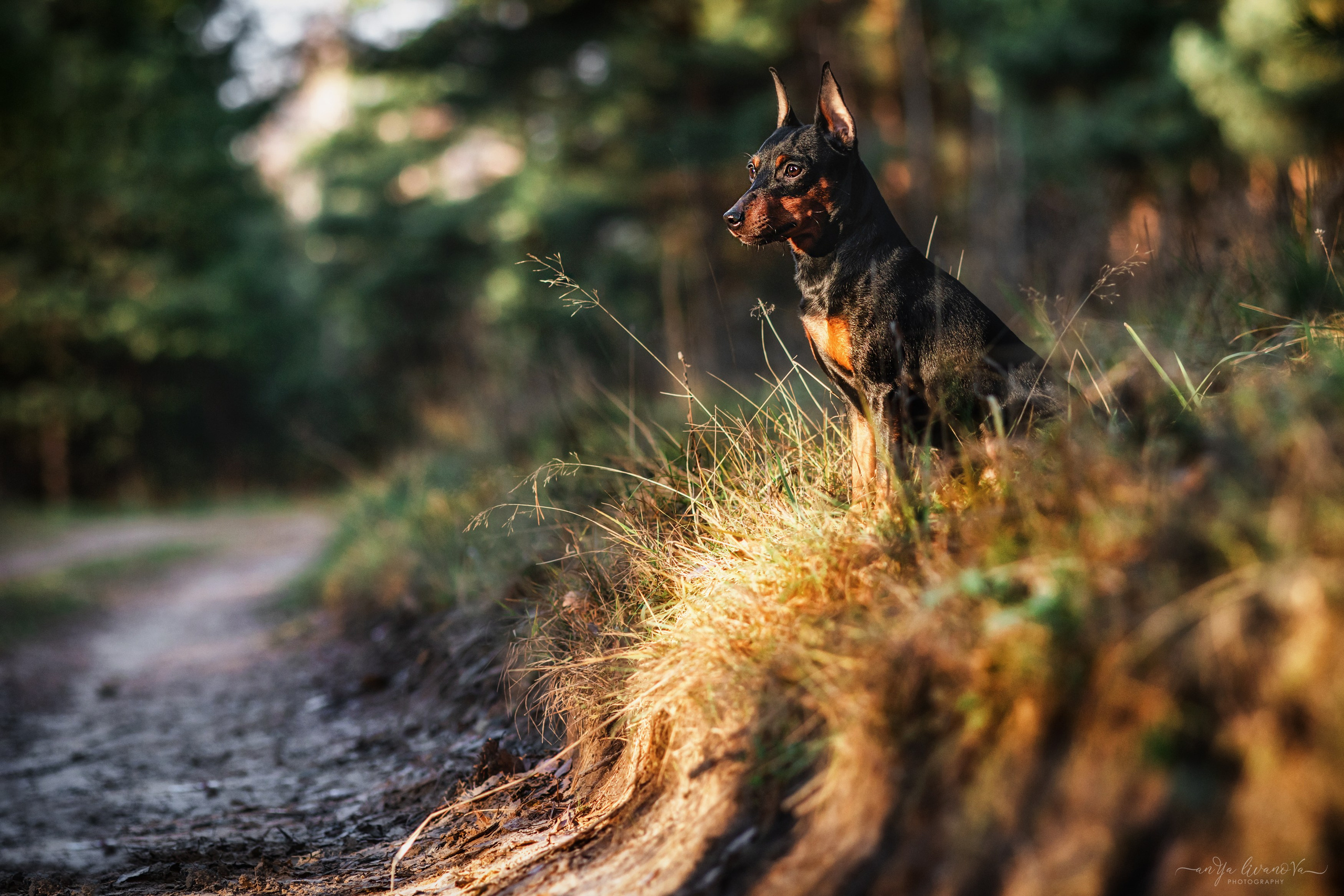 Лёня. Фотограф анималист Аня Ливанова | Рыбинск