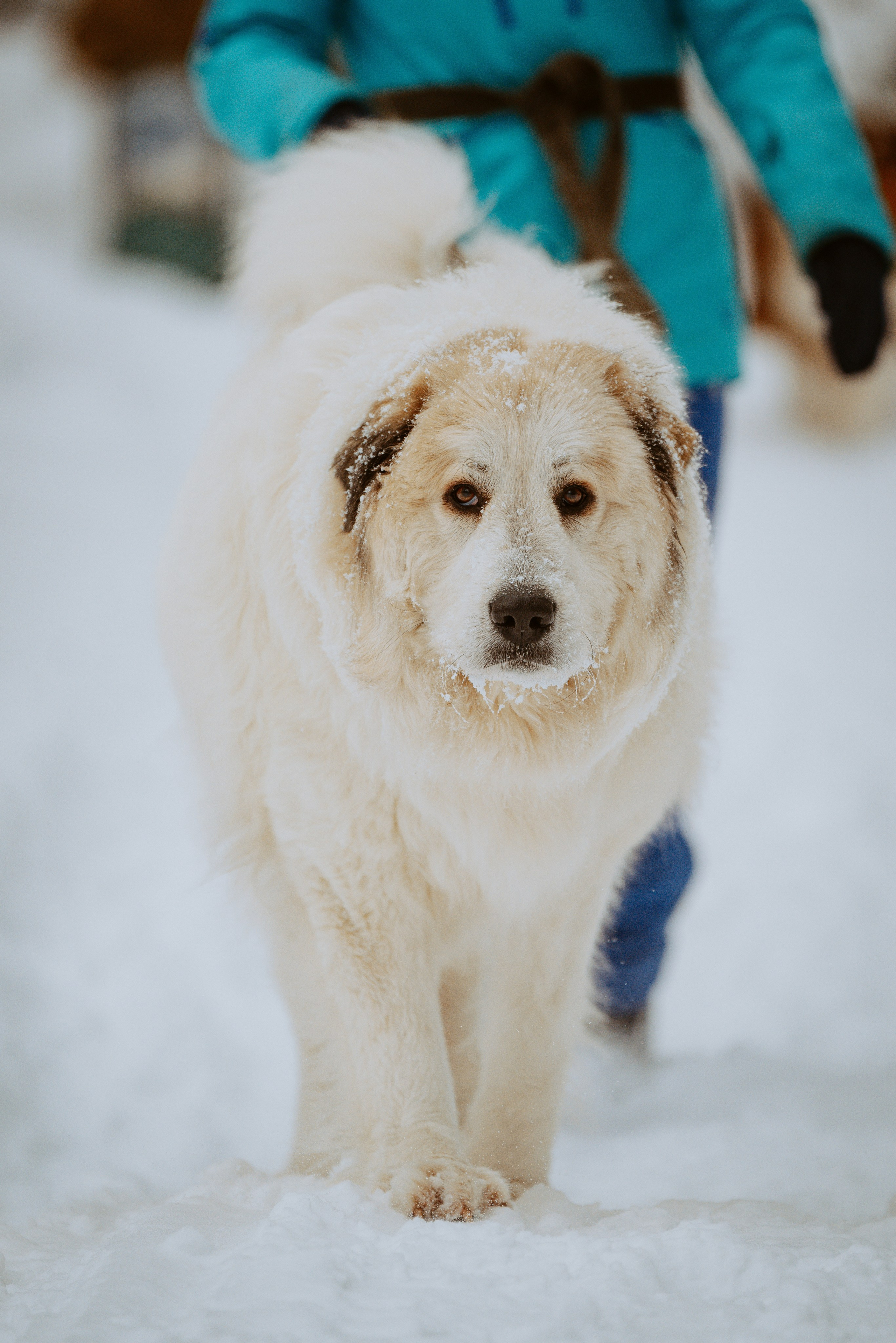 Дог трекинг. Фотограф анималист в Спб недорого Олеся Майорова