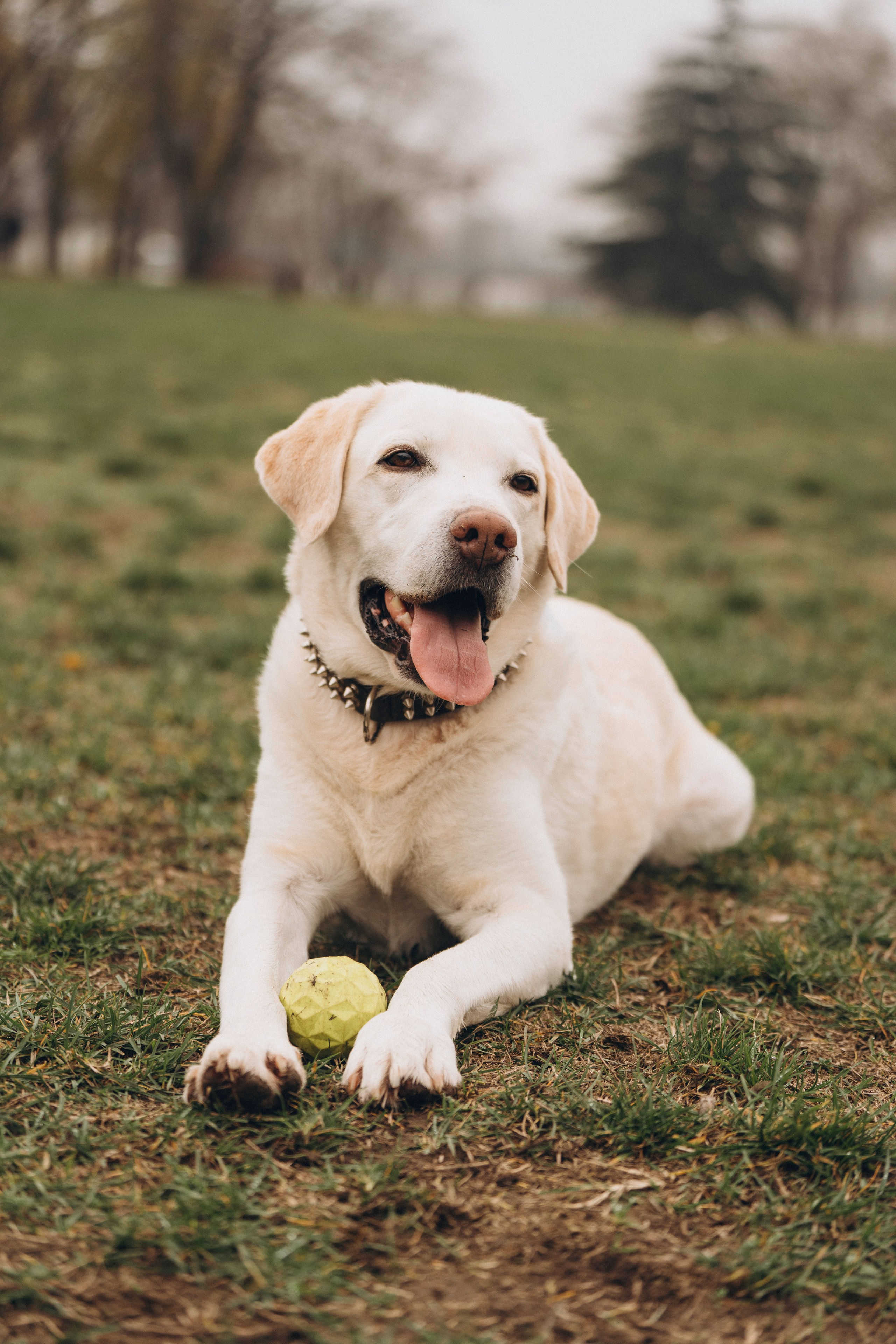 Вати, Лена и Леван. Фотограф анималист в Спб недорого Олеся Майорова