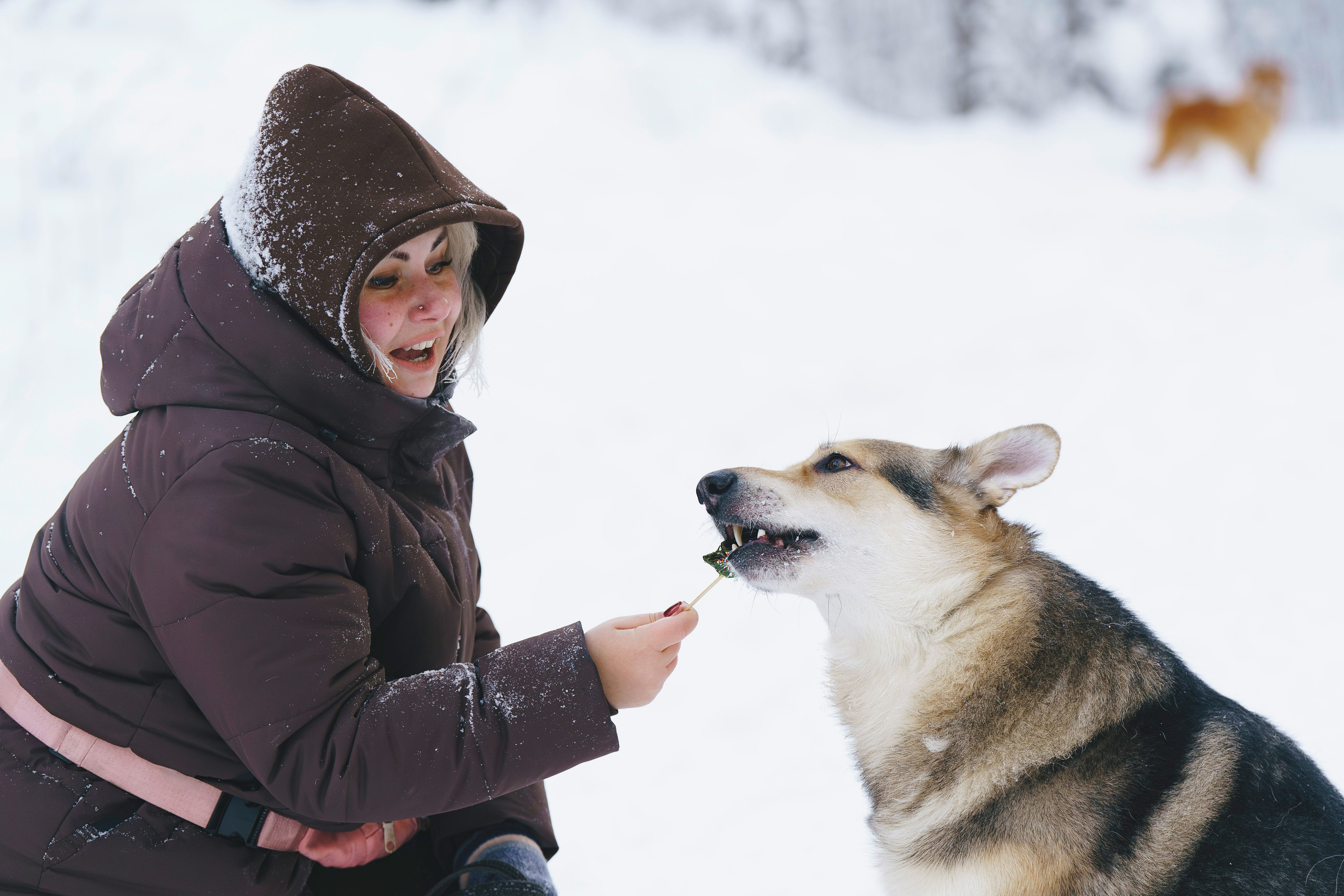 Рэй, Кузя, Ольга и Александр. Фотограф анималист в Спб недорого Олеся Майорова