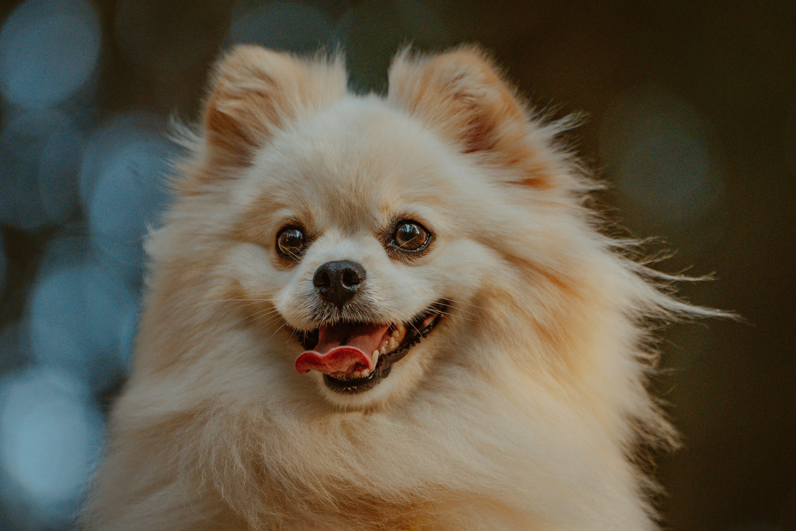 Фотосессия с собачкой в лесу. Фотограф анималист в Спб недорого Олеся Майорова