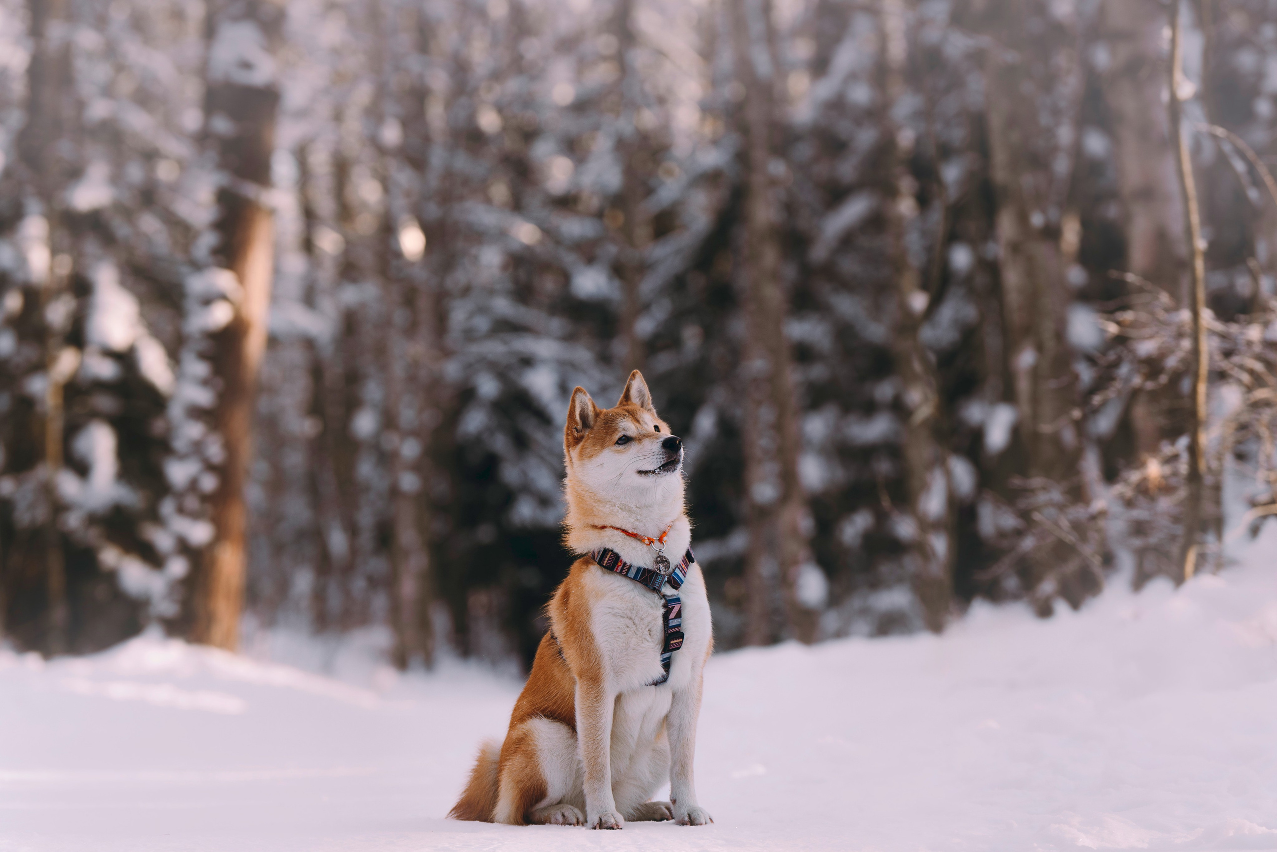 Каори, Анна и Антон. Фотограф анималист в Спб недорого Олеся Майорова