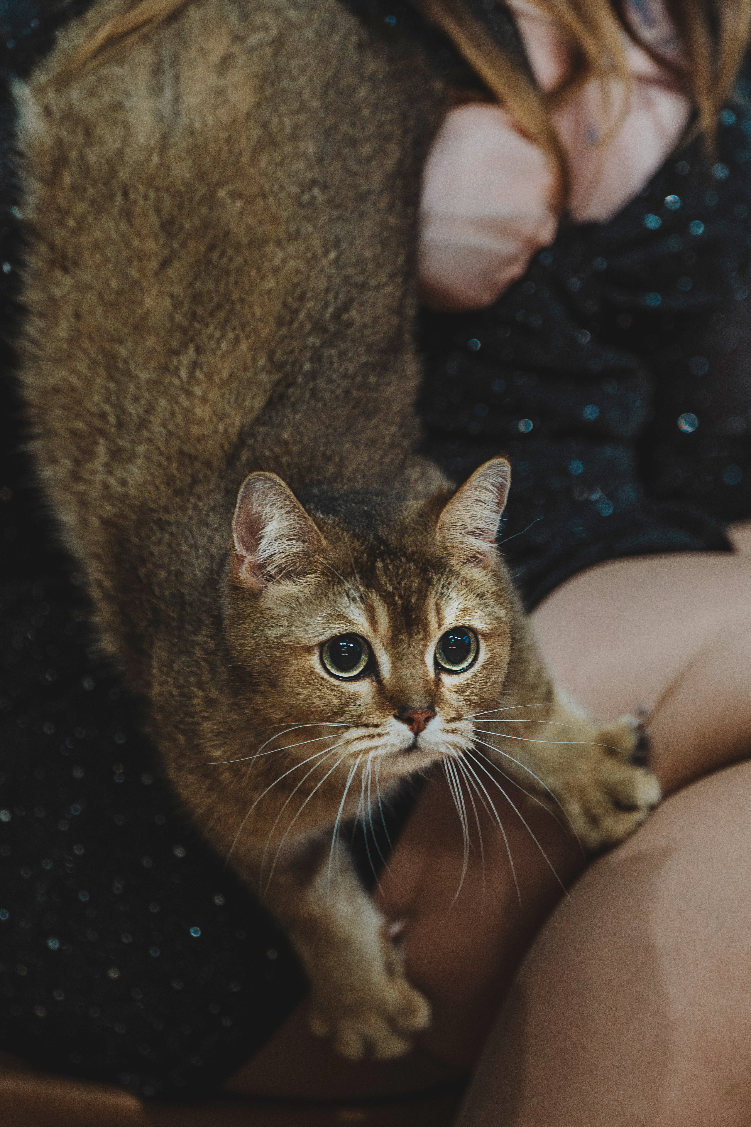 Аня, Андуин и Тесс. Фотограф анималист в Спб недорого Олеся Майорова