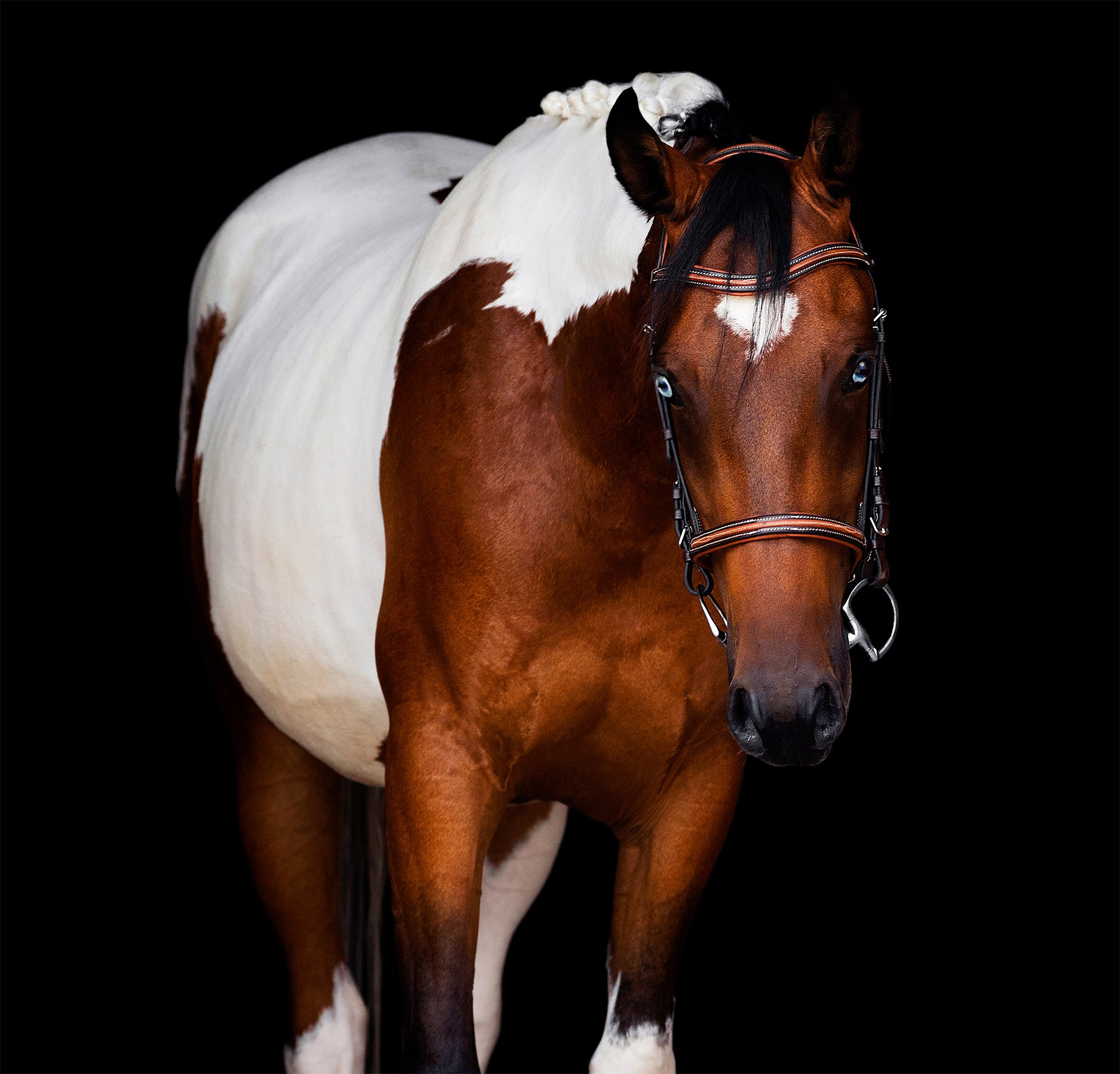 Черный фон. Конный фотограф Alesya Safe