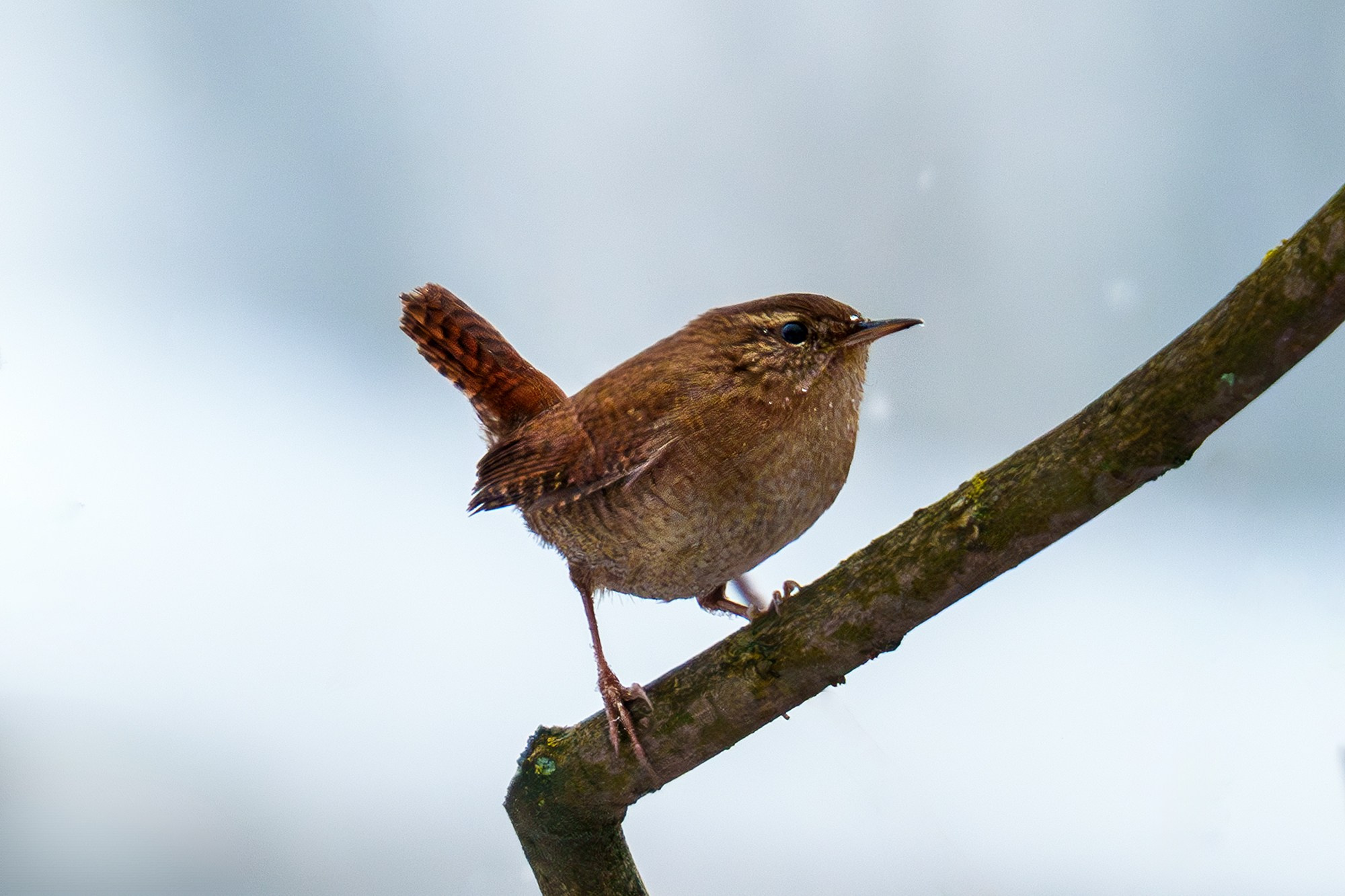 Удивительные мир птиц. Вокруг нас столько прекрасного — присмотритесь!. Ваш личный фотограф Марина Волкова
