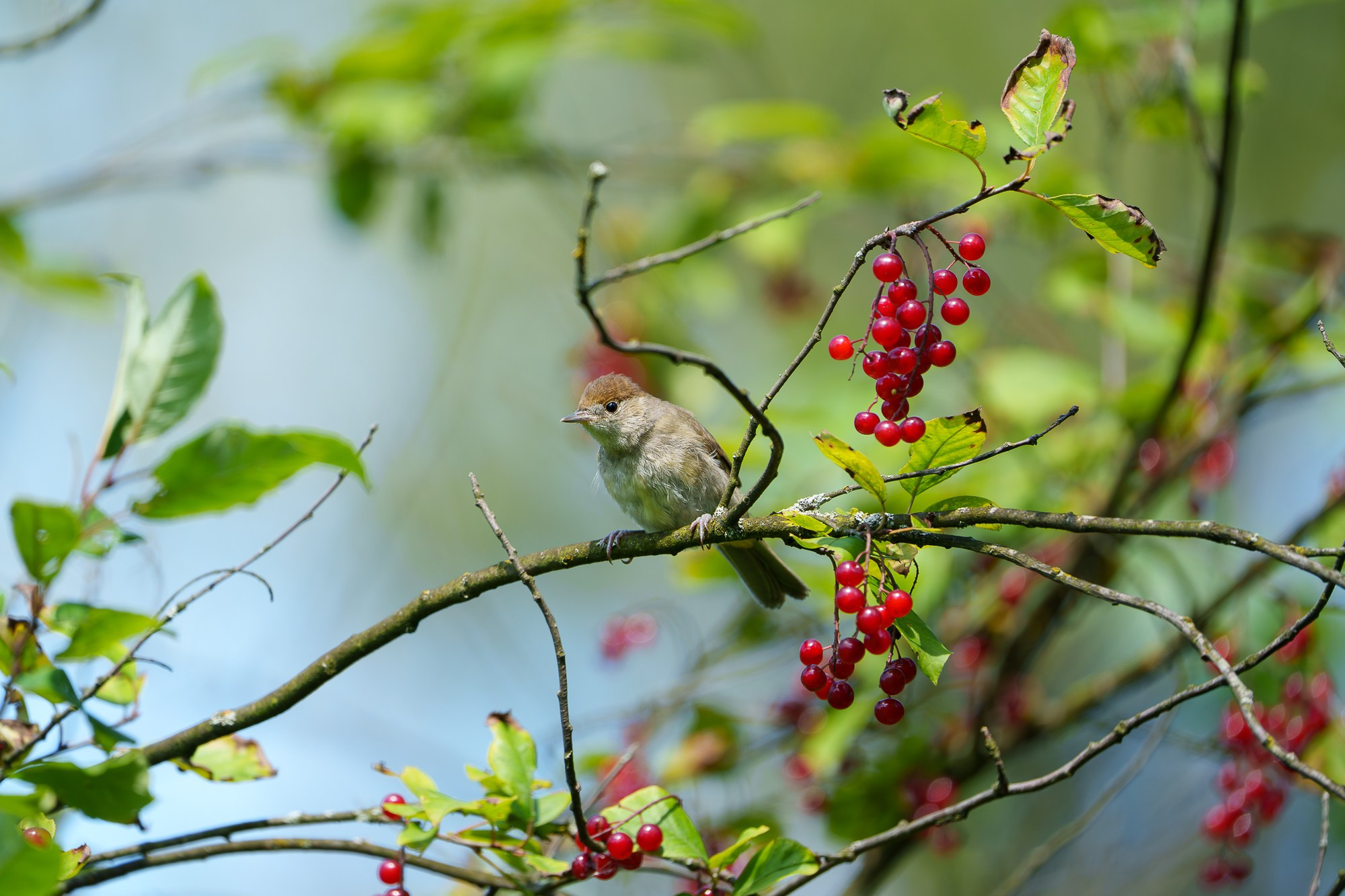 Удивительные мир птиц. Вокруг нас столько прекрасного — присмотритесь!. Ваш личный фотограф Марина Волкова