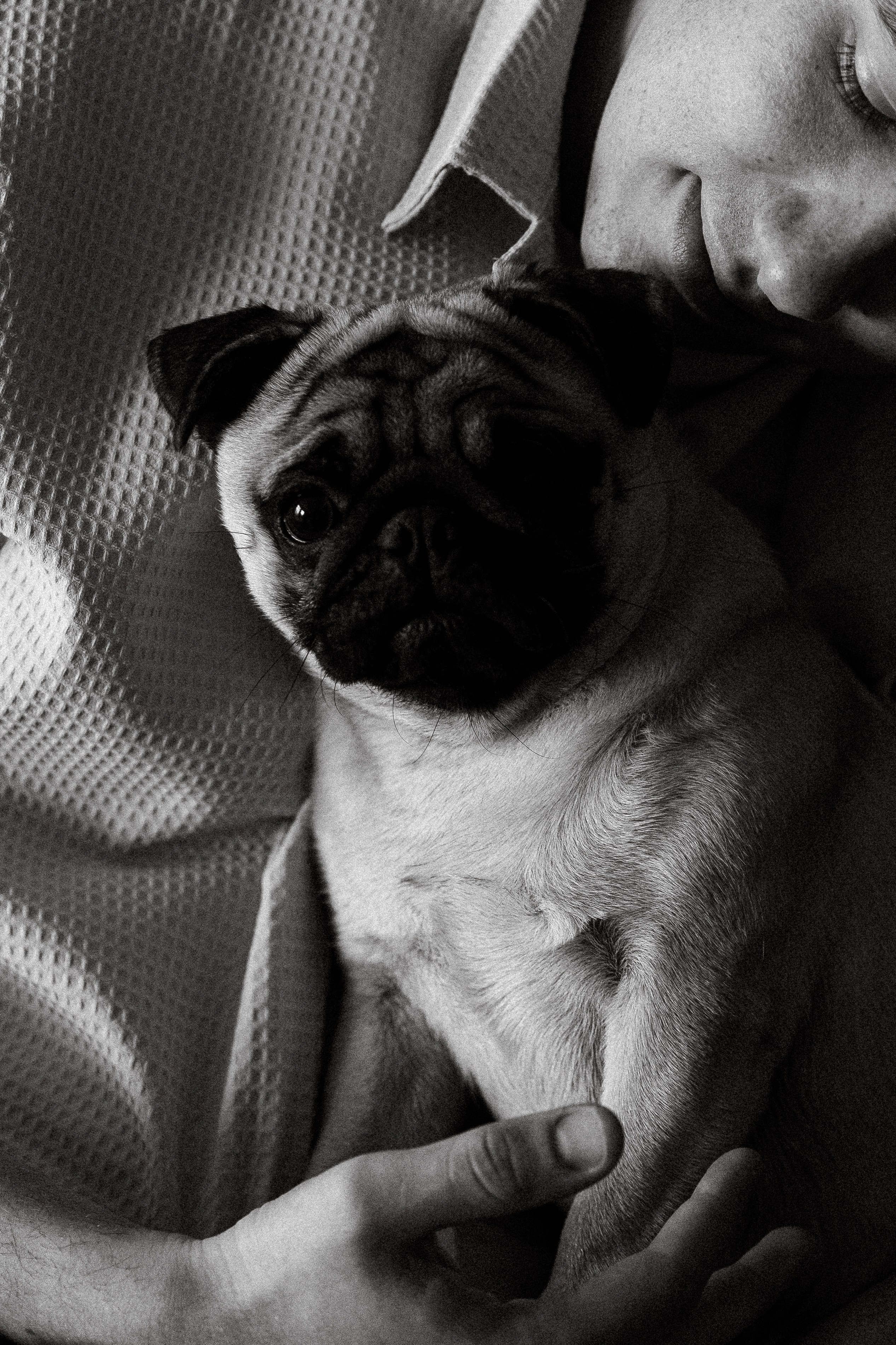 Мы и Федя. Свадебный фотограф Ярославль, Рыбинск