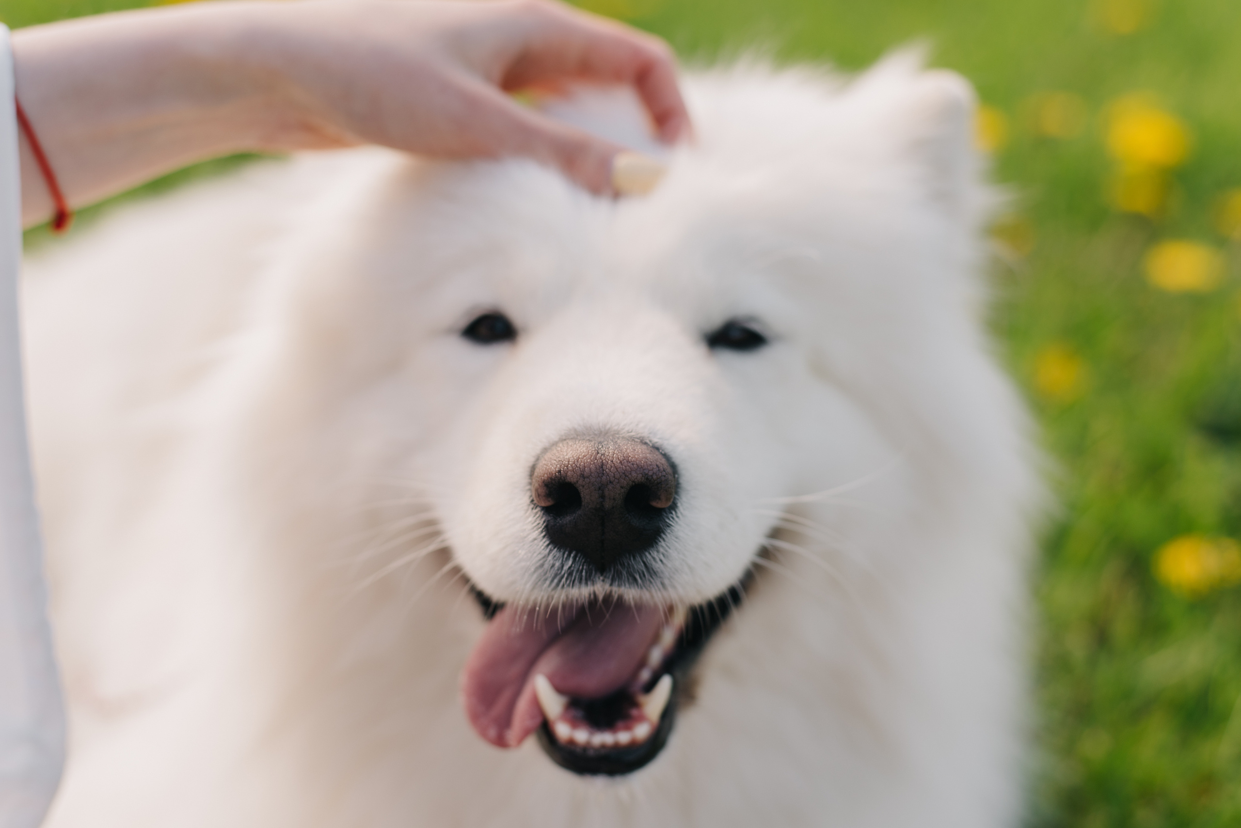 Алина и Нэя. Фотограф Архангельск