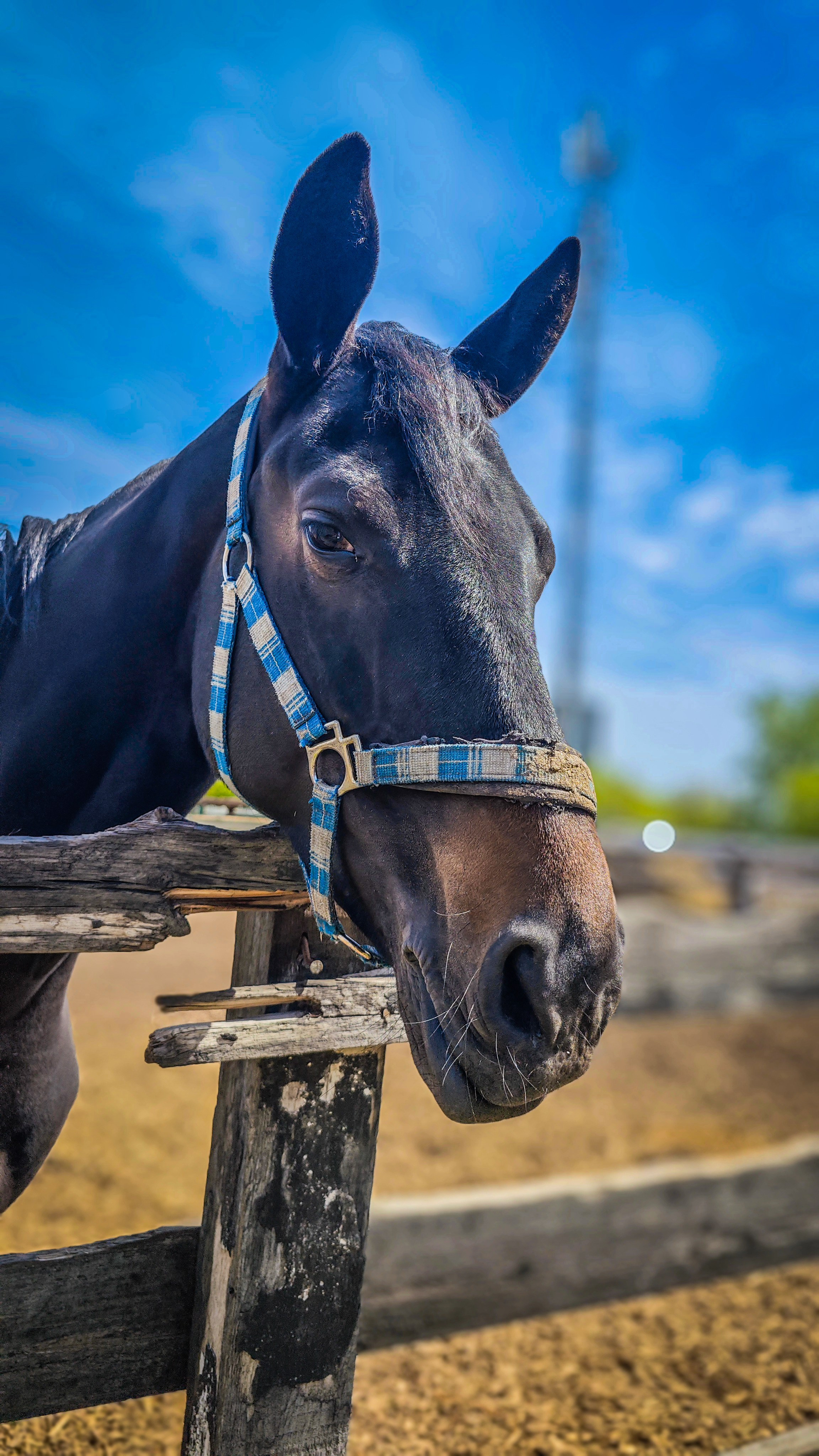 Красноярский ипподром. Открытие сезона 2025. Игорь Урывский. Фотограф Красноярск