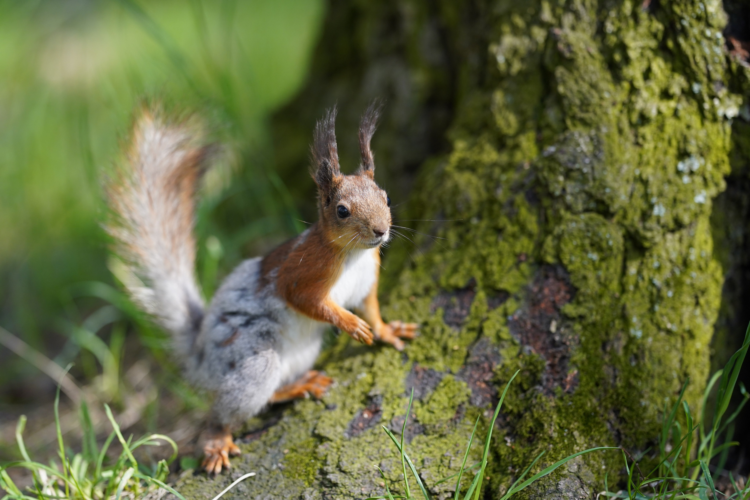 Природа. Фотограф в Москве Мария ~Zagagul~