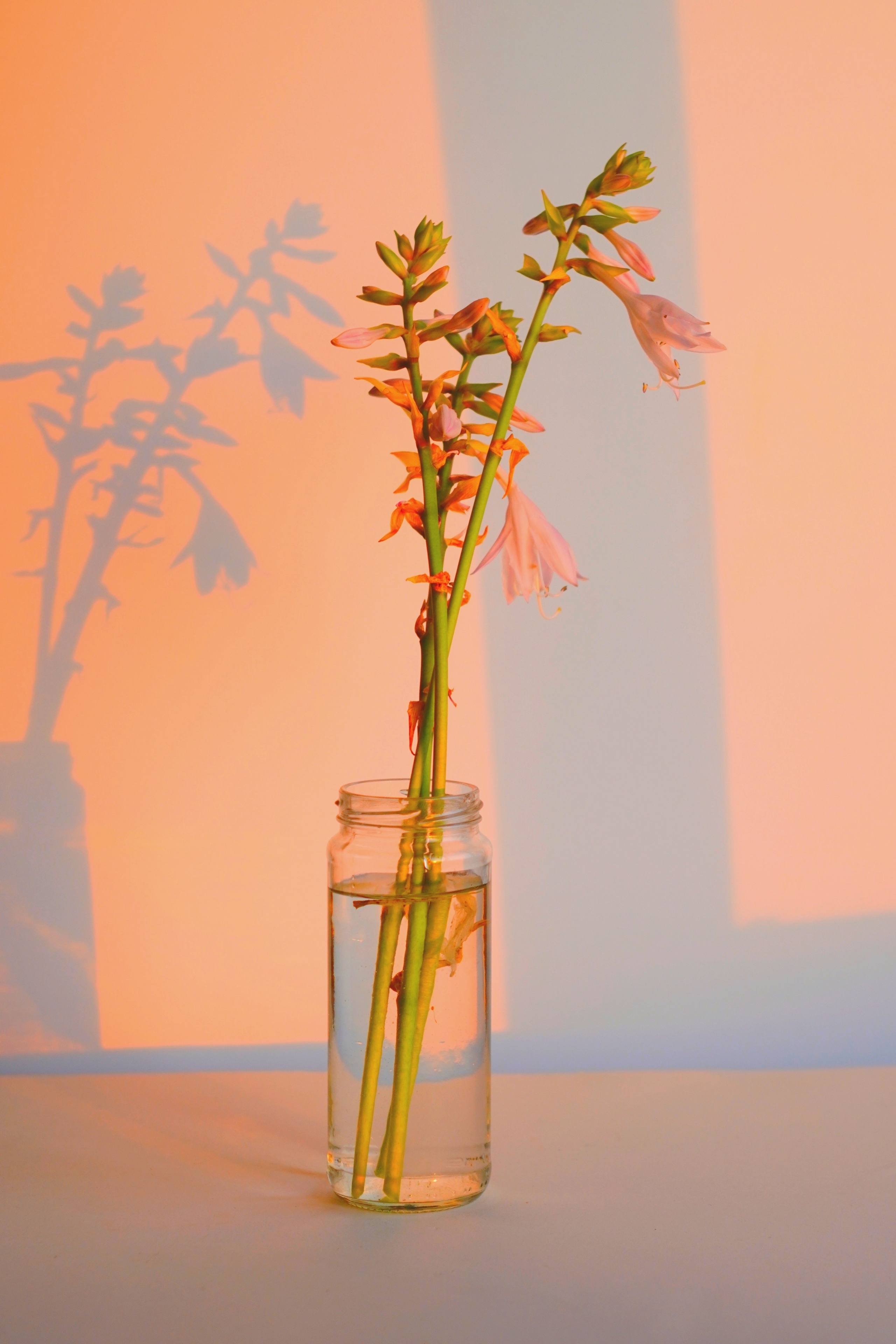 Натюрморт. Настасья Проценко. Фотограф