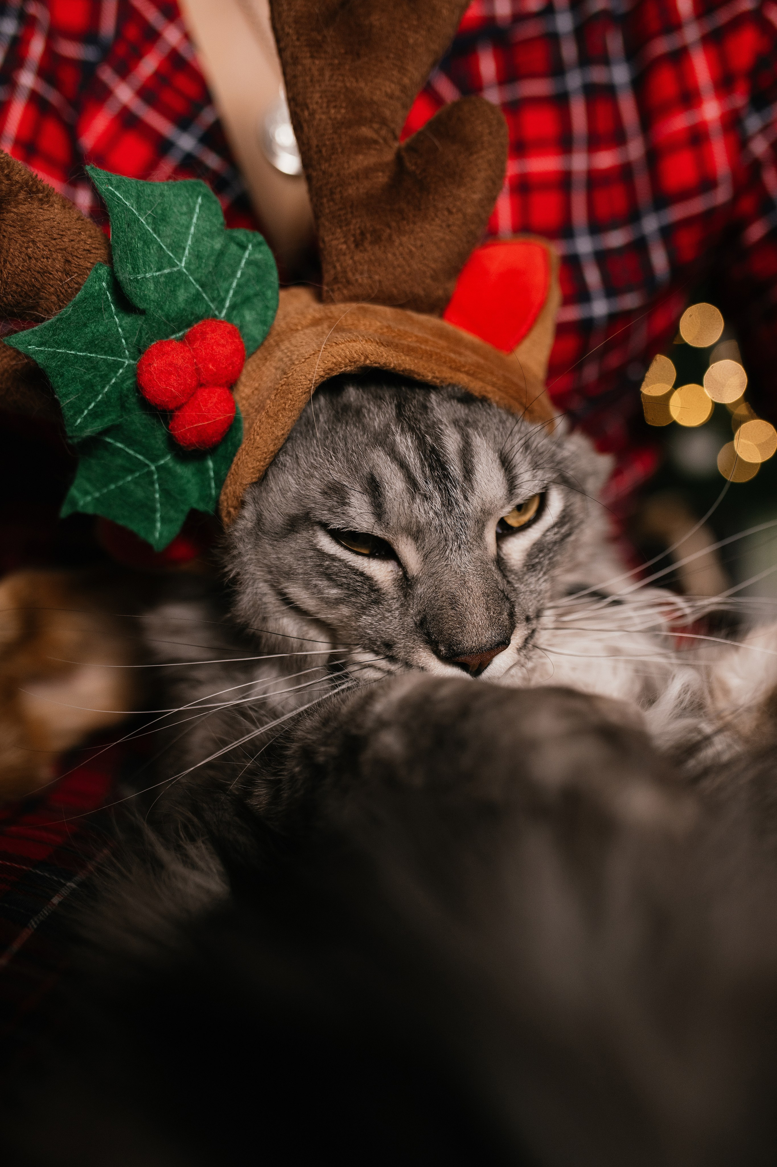 Люда. Свадебный, семейный фотограф в Рязани Лена Брант