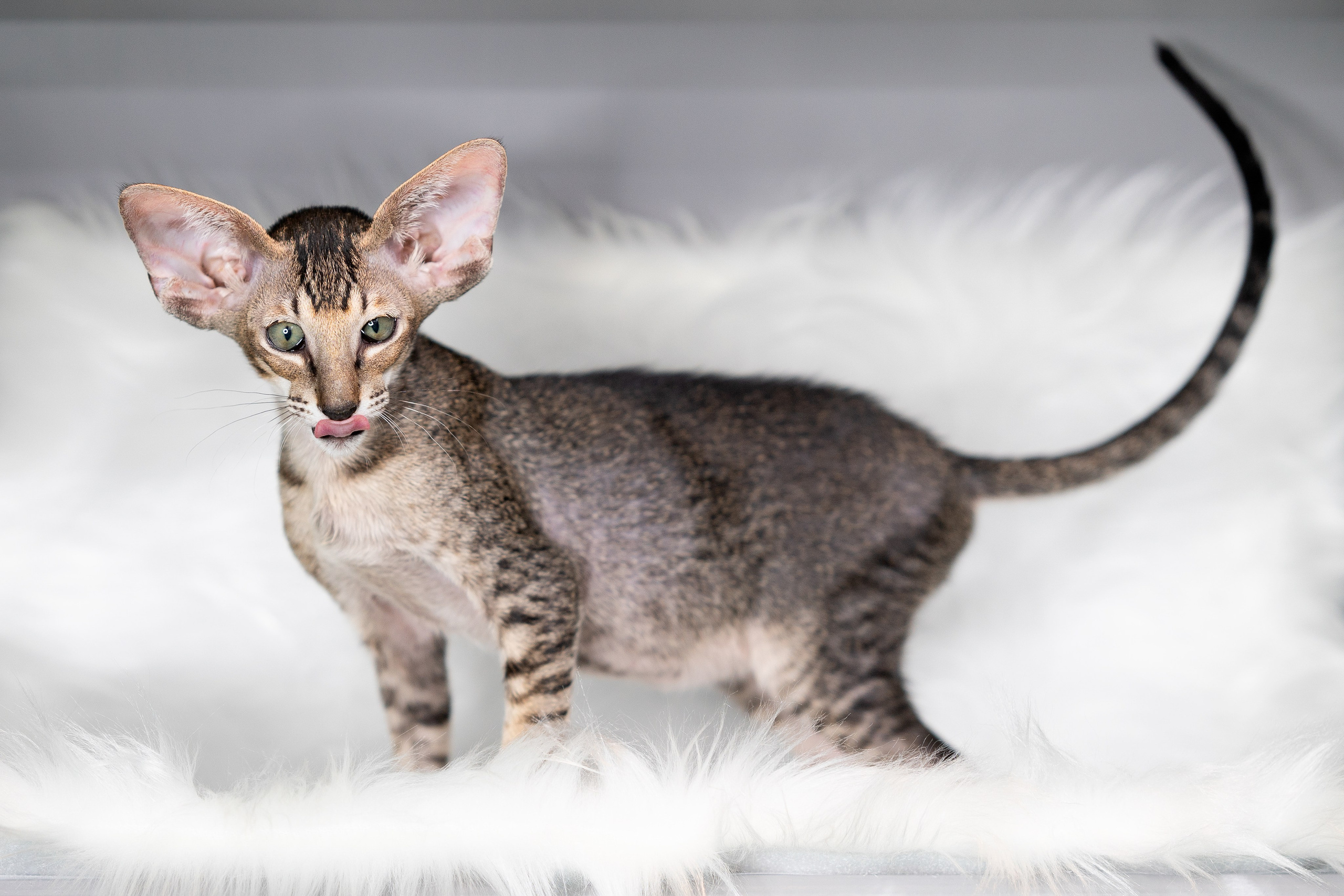 Заводчик Юлия Панова. Творческий фотограф Вологда