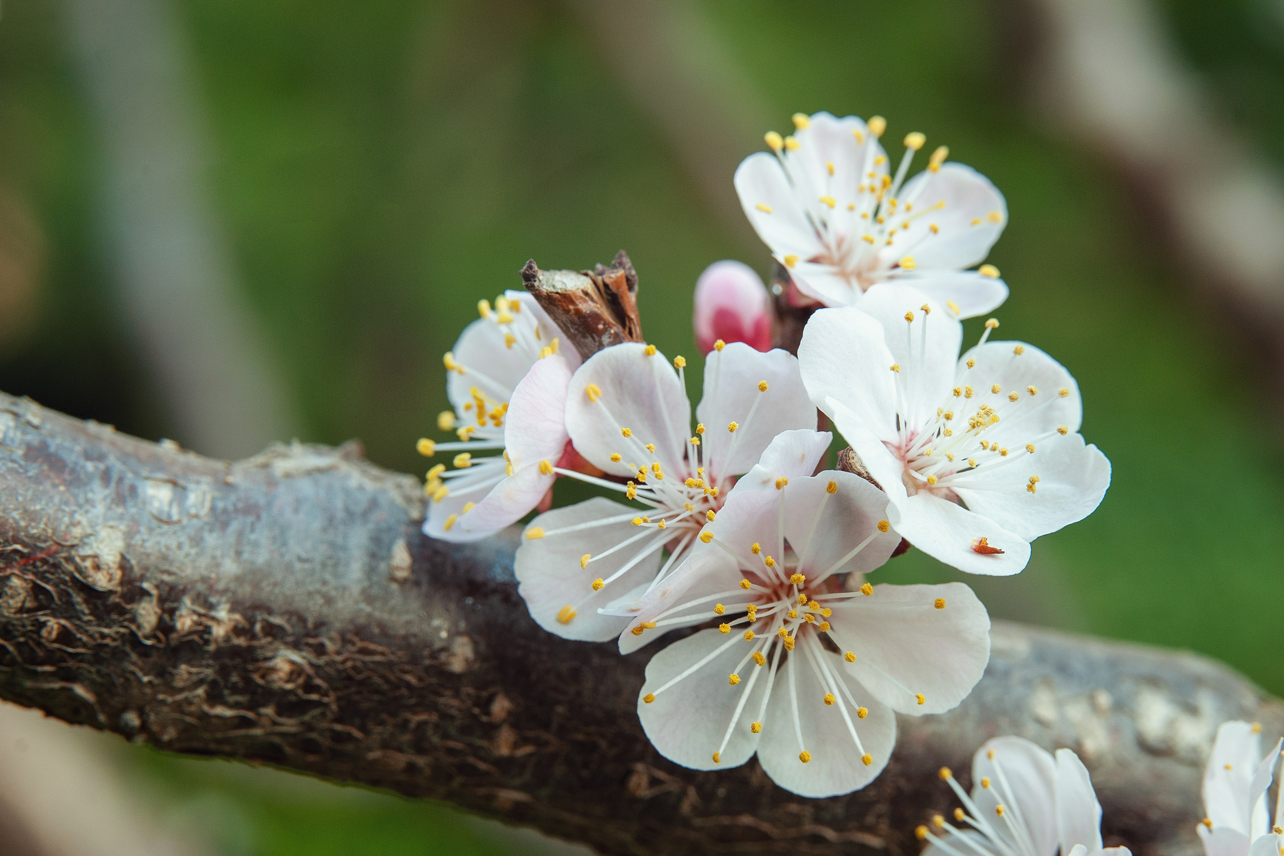 Весна. FotoGraf