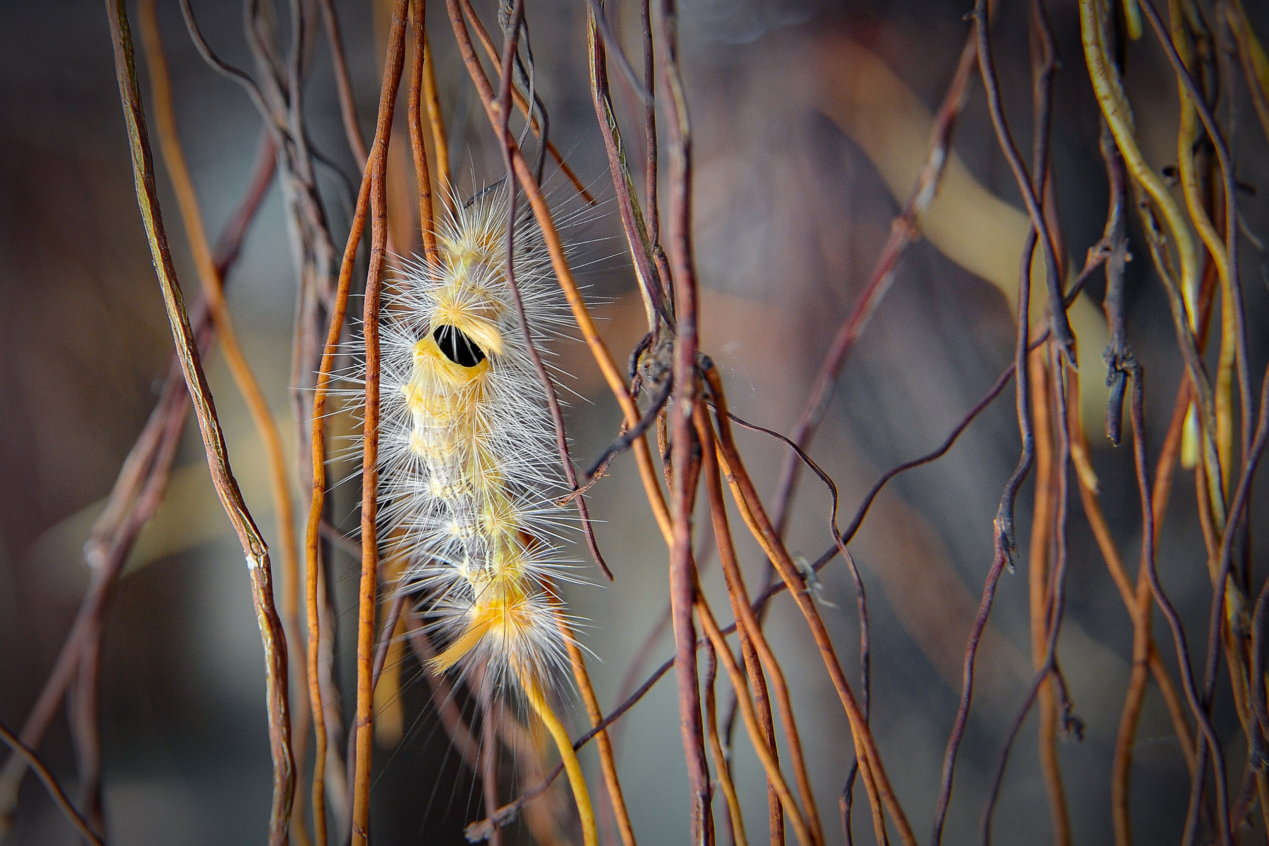 Южный город Нанинь
