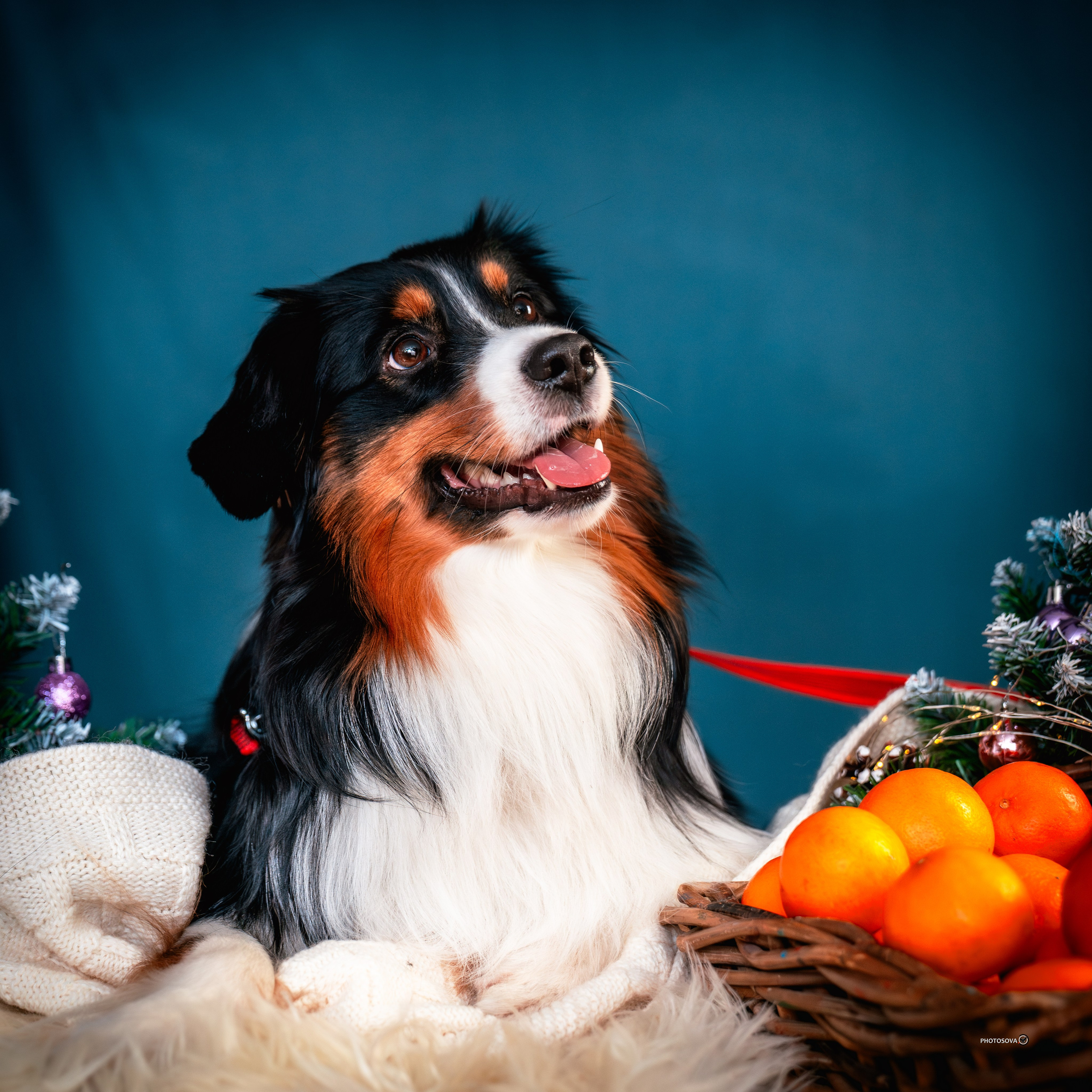ФОТОПАМЯТЬ ВАШИХ ЭМОЦИЙ. Фотограф-анималист, семейный фотограф в Москве и Подмосковье. Фотосъёмка кинологических дисциплин